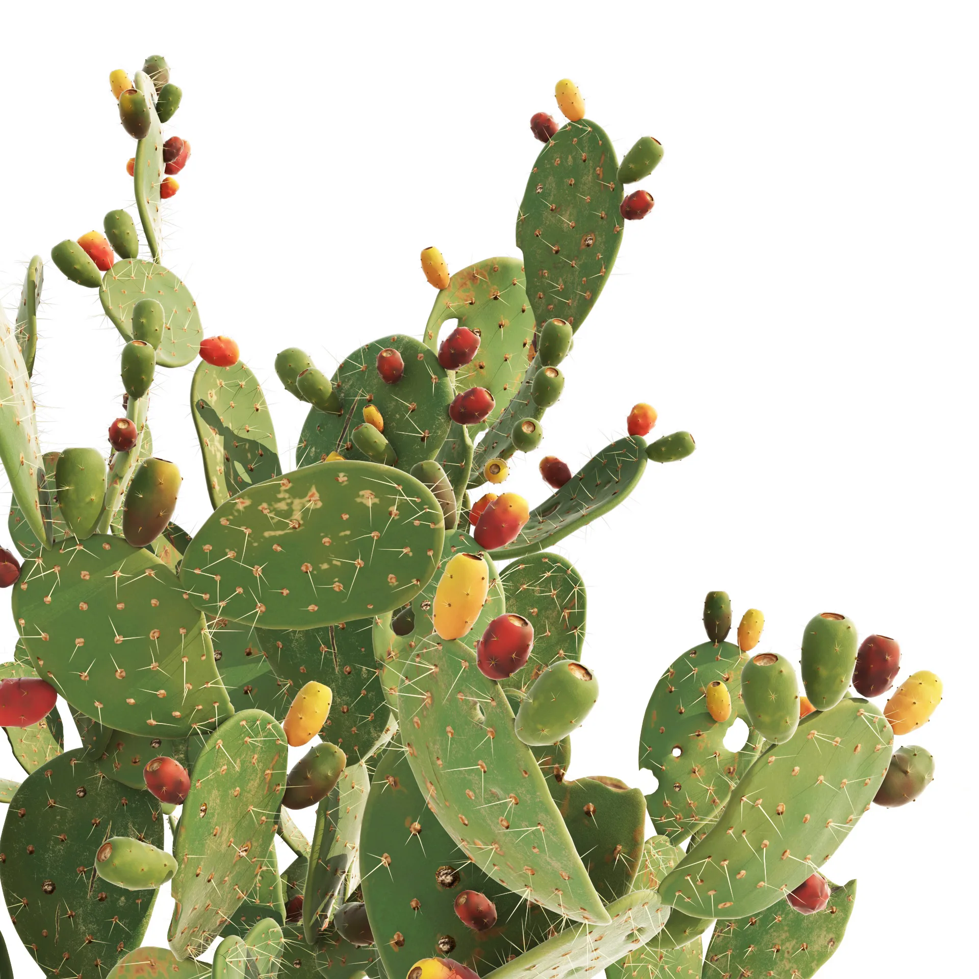 Cactus Opuntia ficus-indica tree