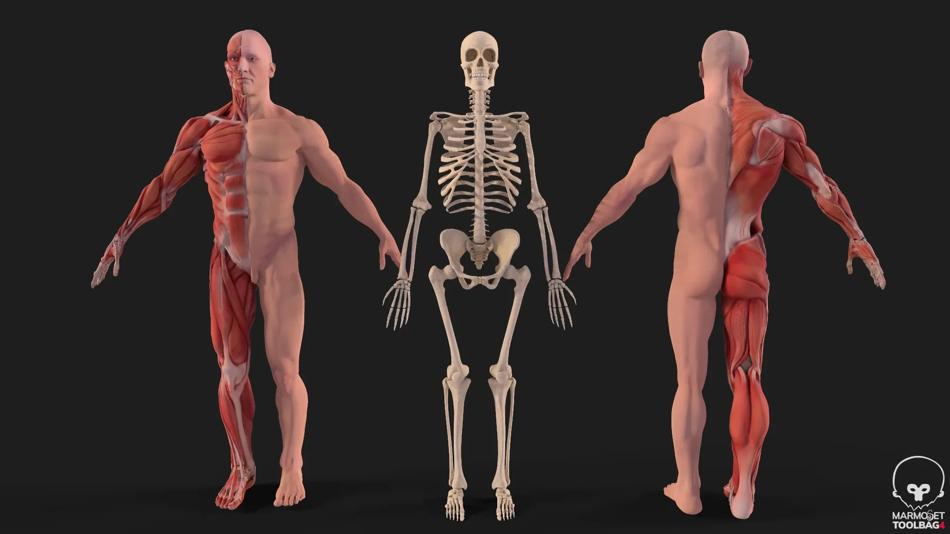 Human Anatomy complete body Muscule with bones Skeleton