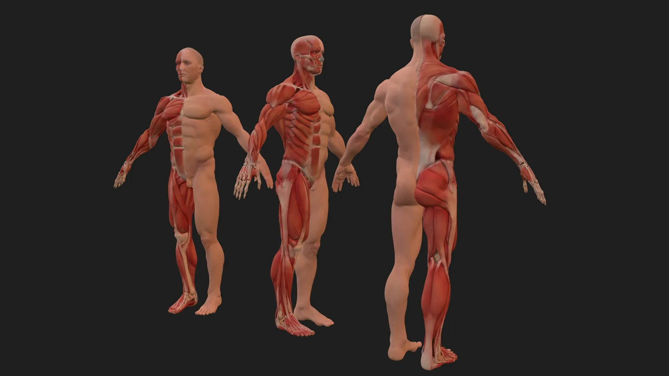 Human Anatomy complete body Muscule with bones Skeleton