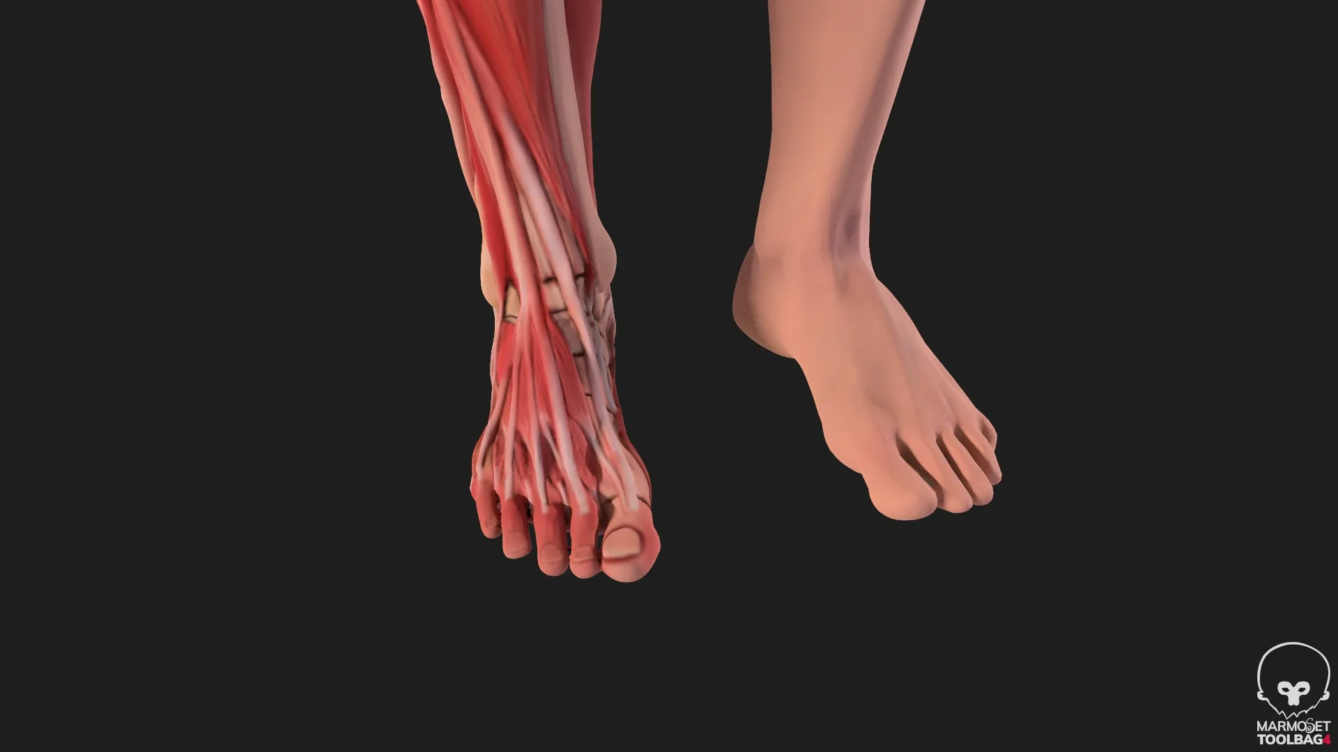 Human Anatomy complete body Muscule with bones Skeleton