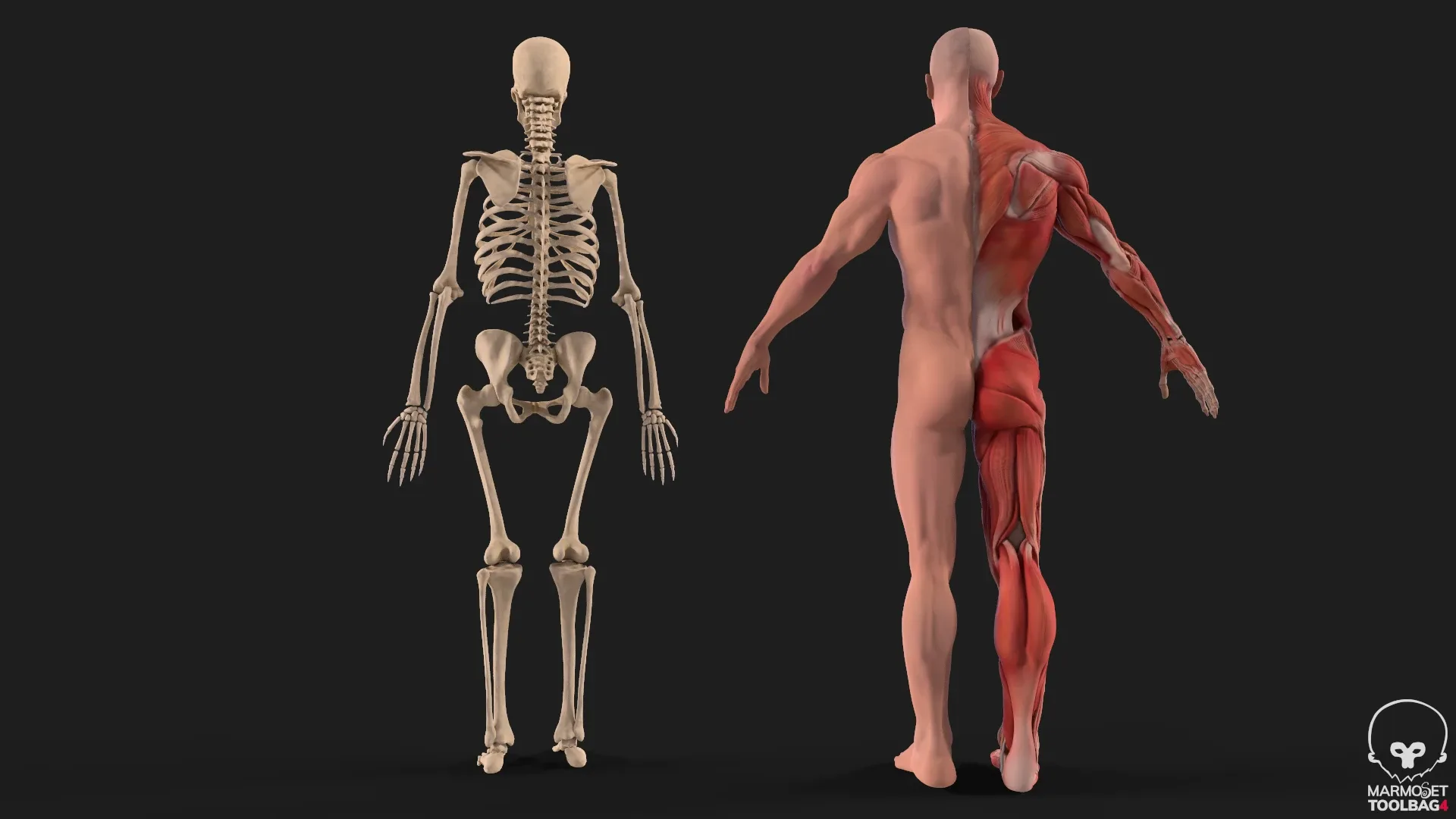 Human Anatomy complete body Muscule with bones Skeleton