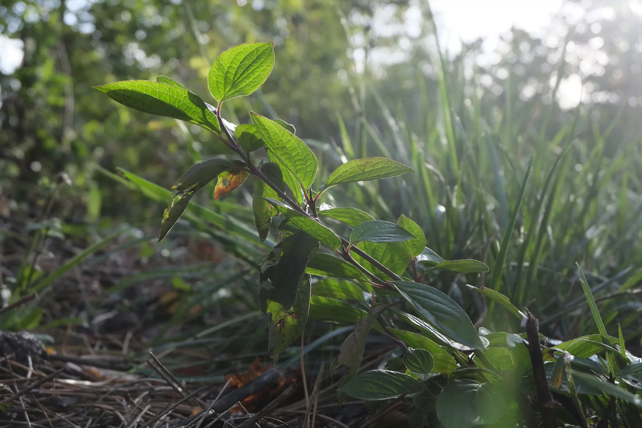 TRANSLUCENCY ON PLANTS