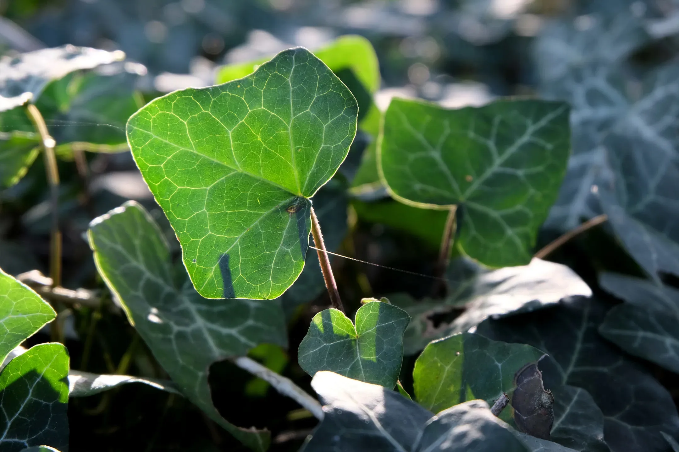 TRANSLUCENCY ON PLANTS