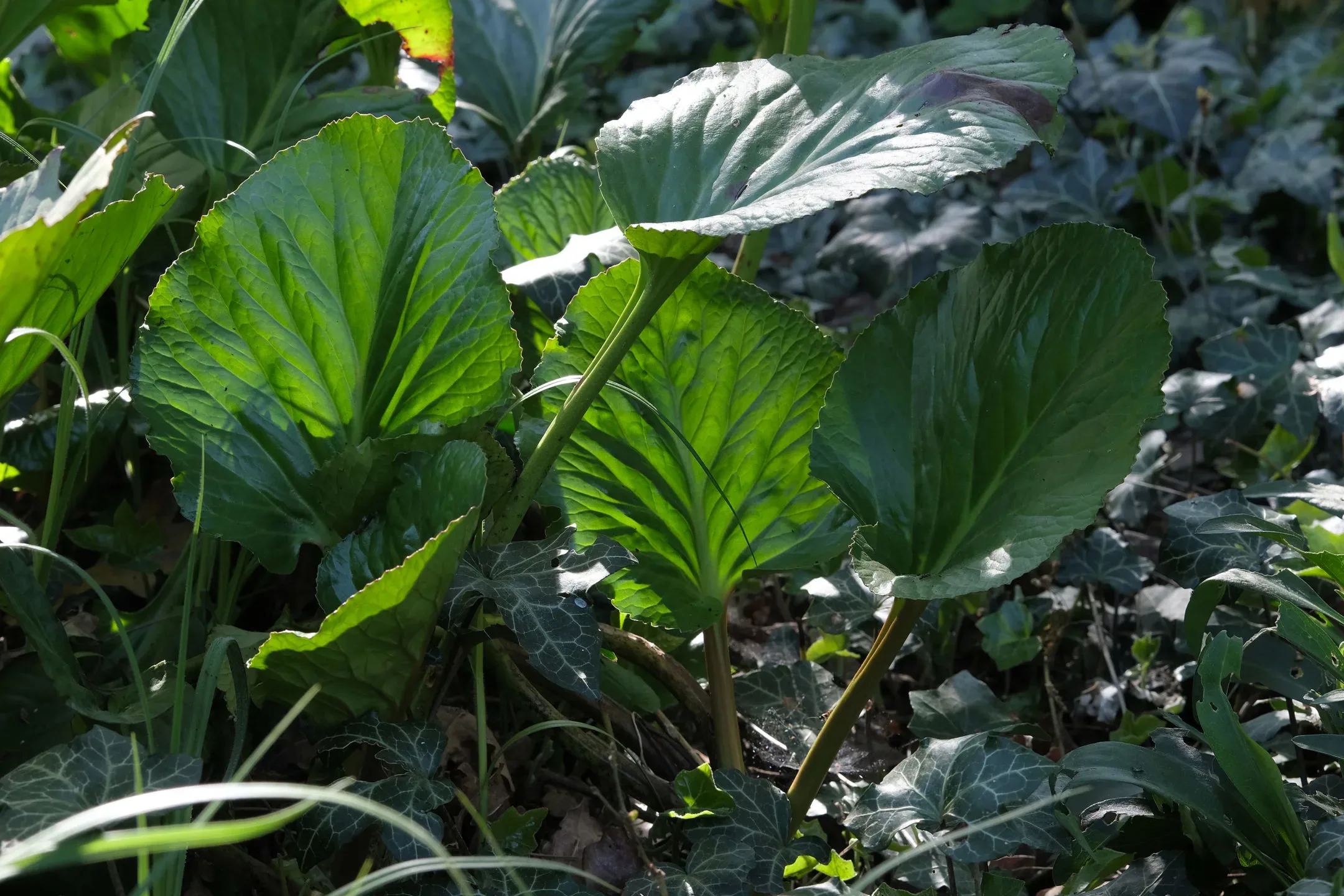 TRANSLUCENCY ON PLANTS