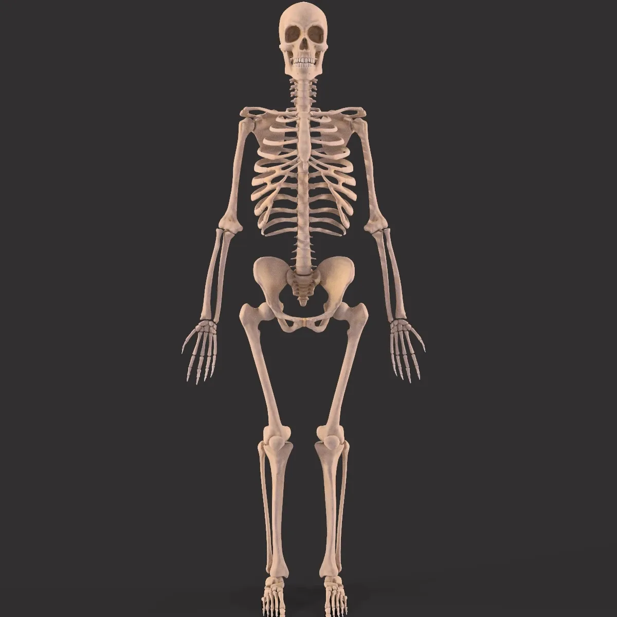 Human Skeleton and Bones