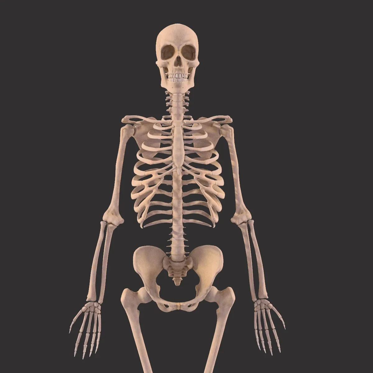 Human Skeleton and Bones