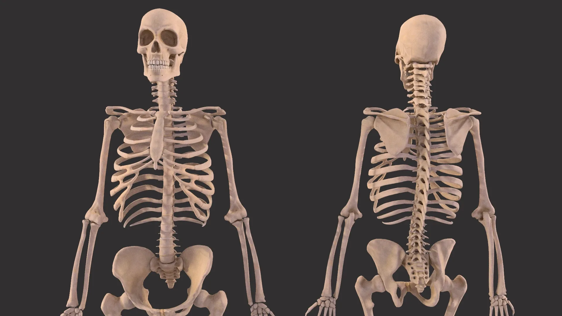 Human Skeleton and Bones