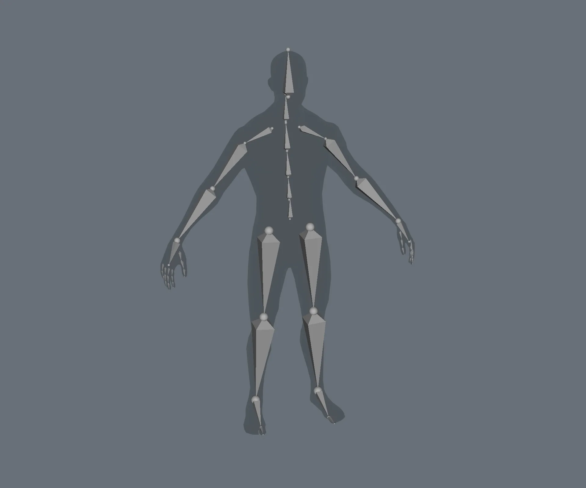Male and Female Body Base Mesh Animated and Rigged 3D Model
