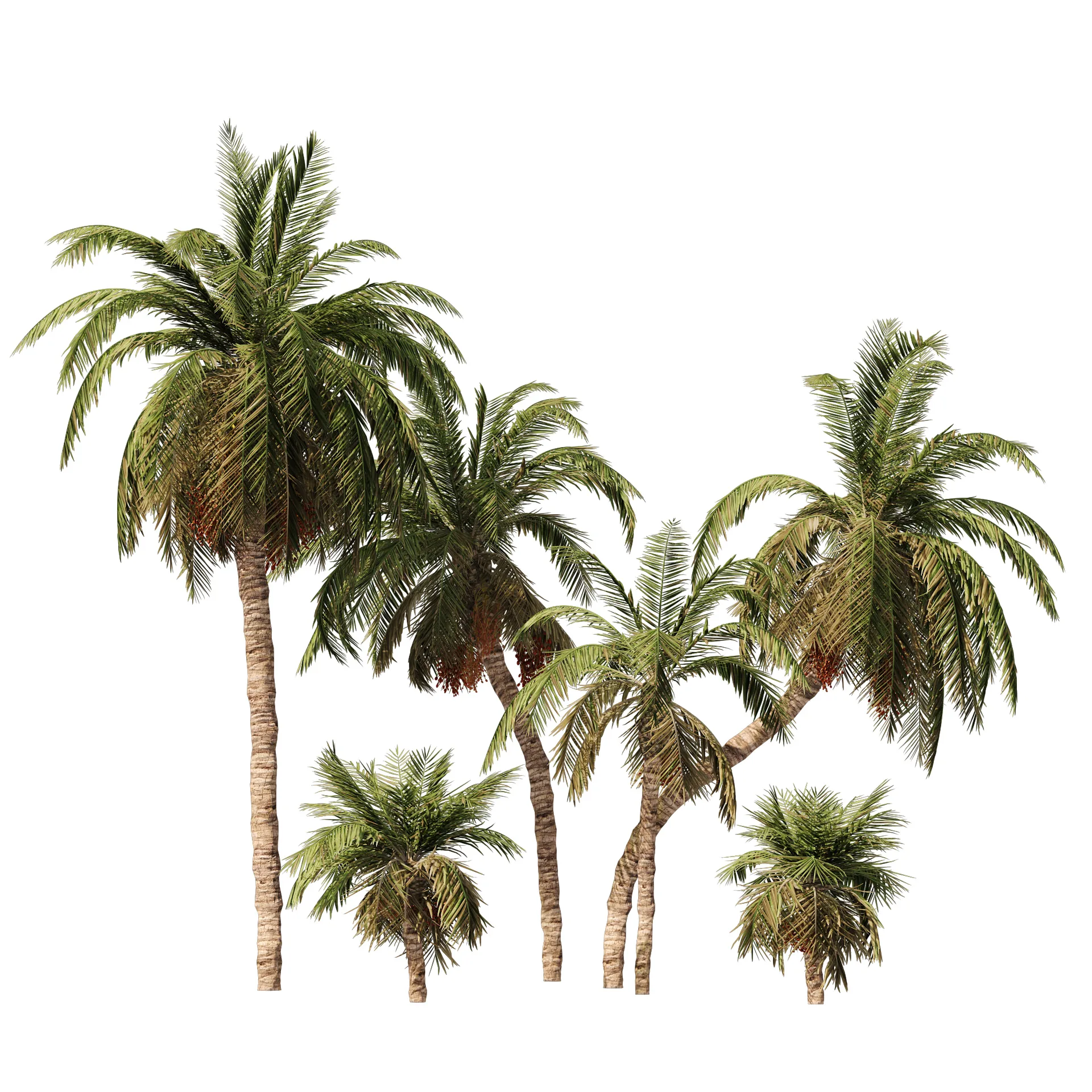 6 Arabian Date palm Trees