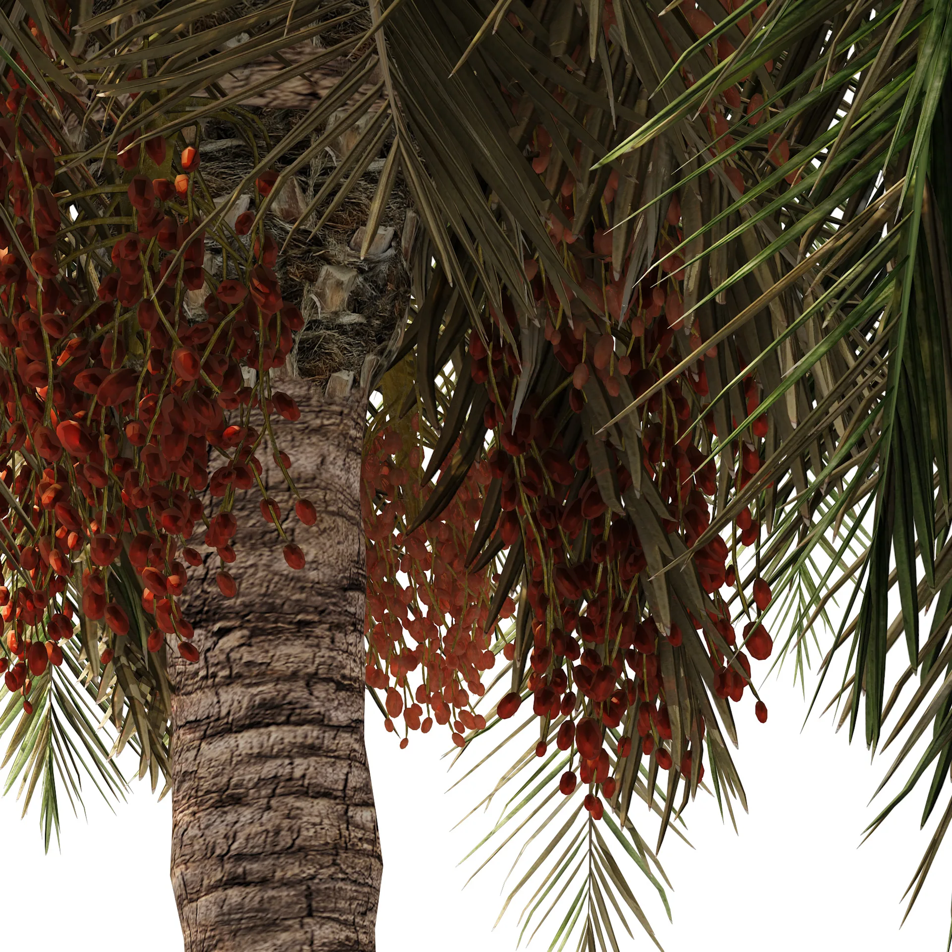 6 Arabian Date palm Trees