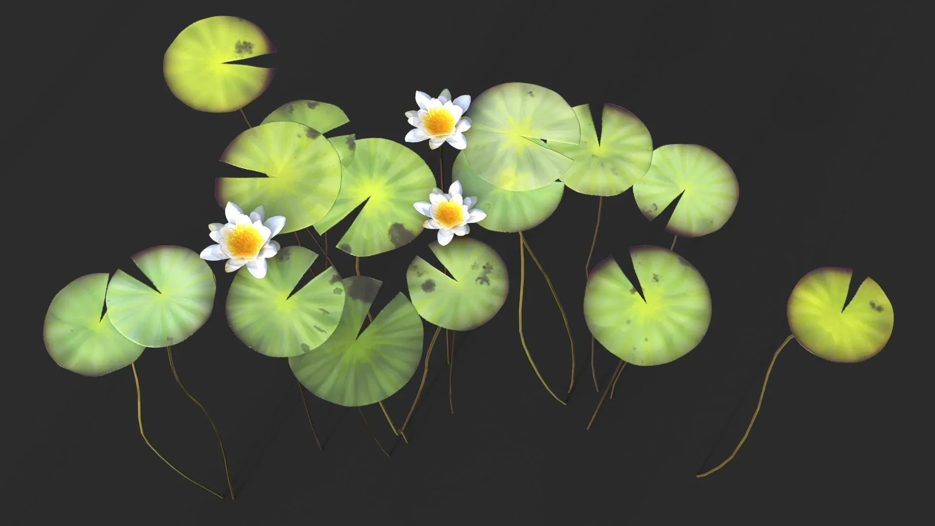 Water Lily Set