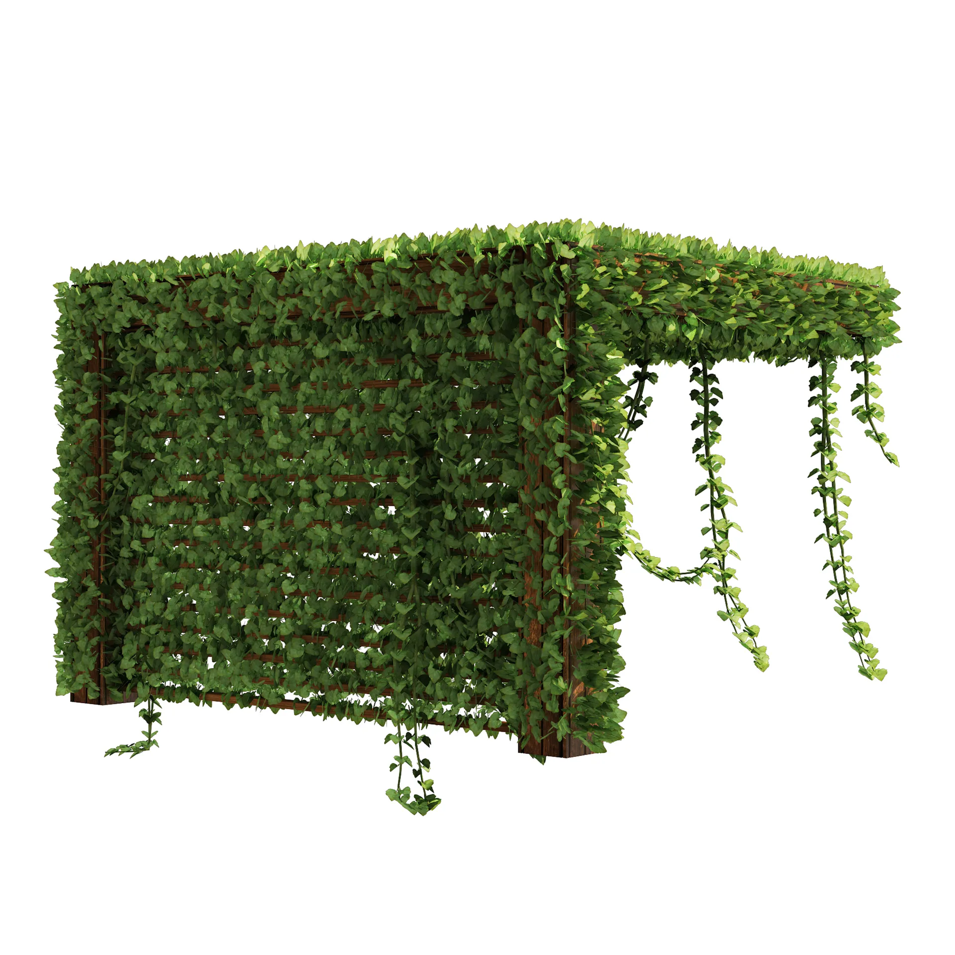 Pergola Vine Bower, Climbing plant