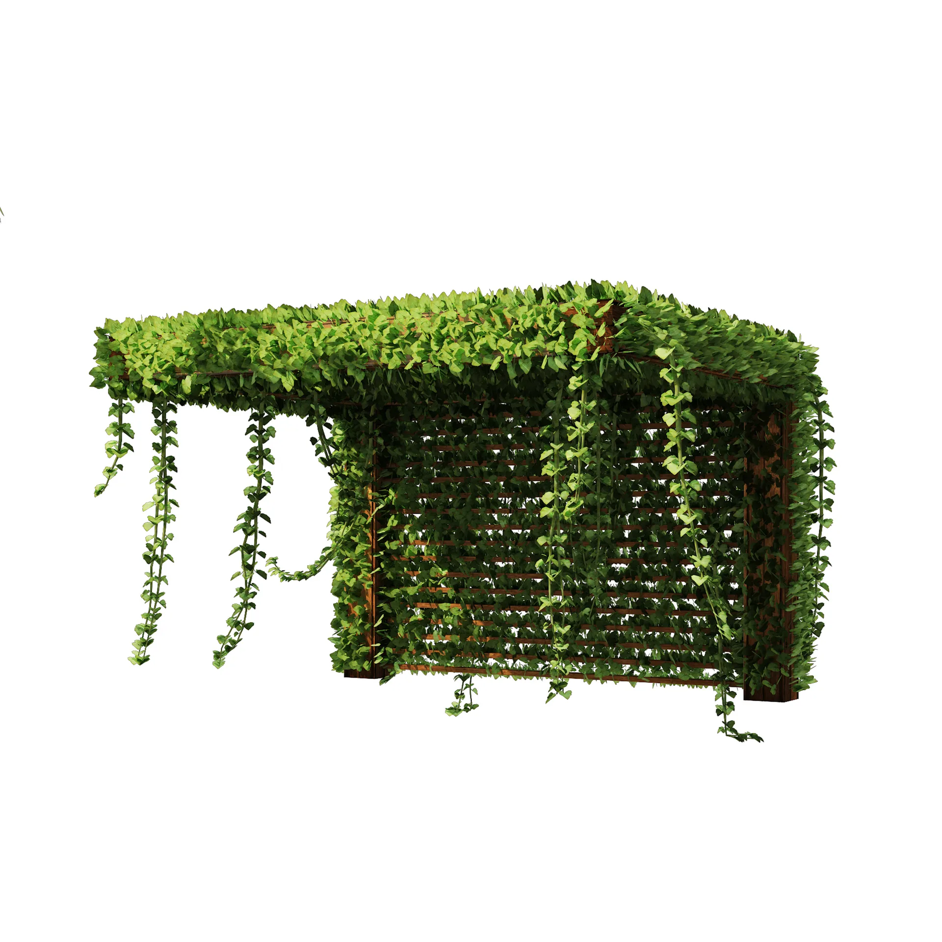 Pergola Vine Bower, Climbing plant