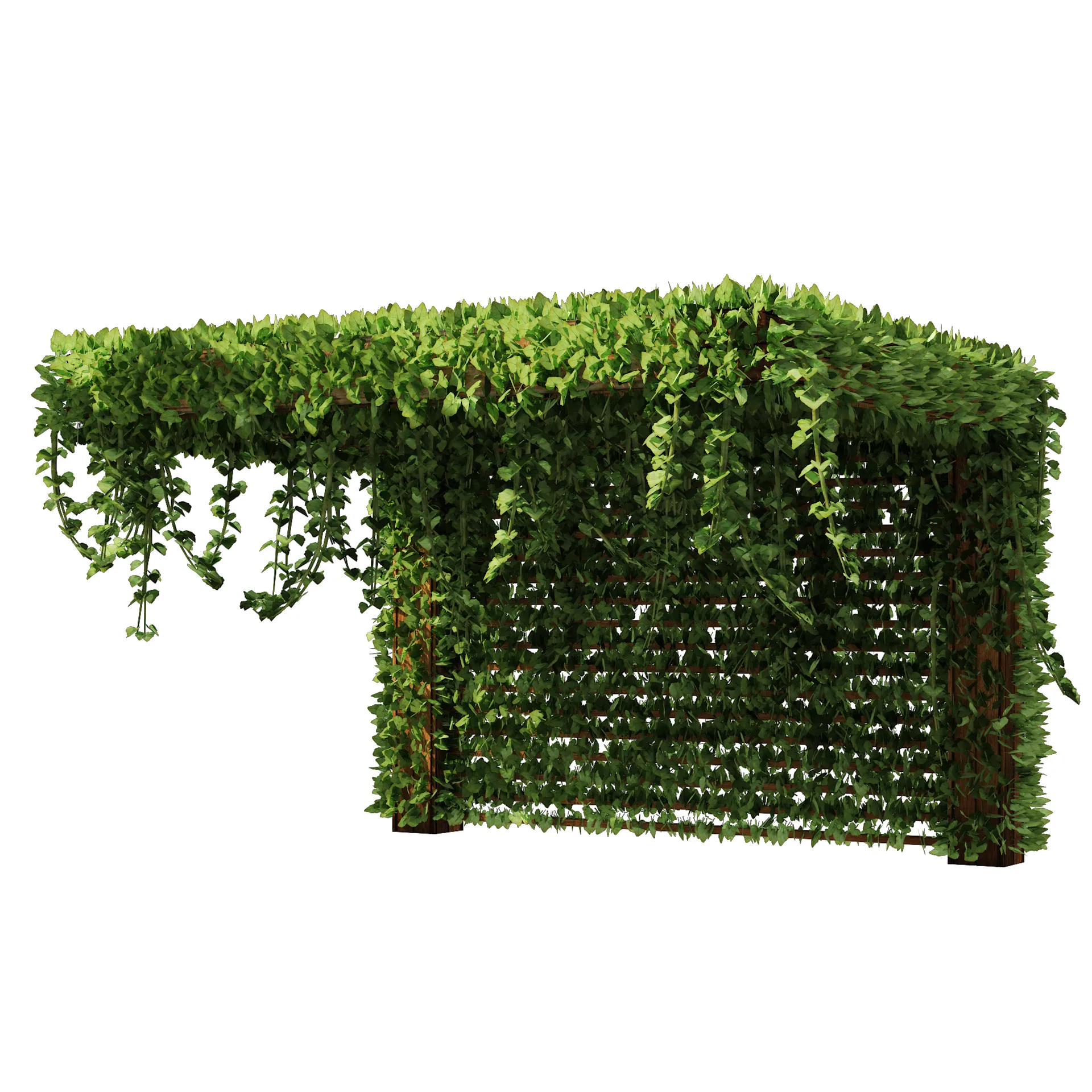 Pergola Vine Bower, Climbing plant