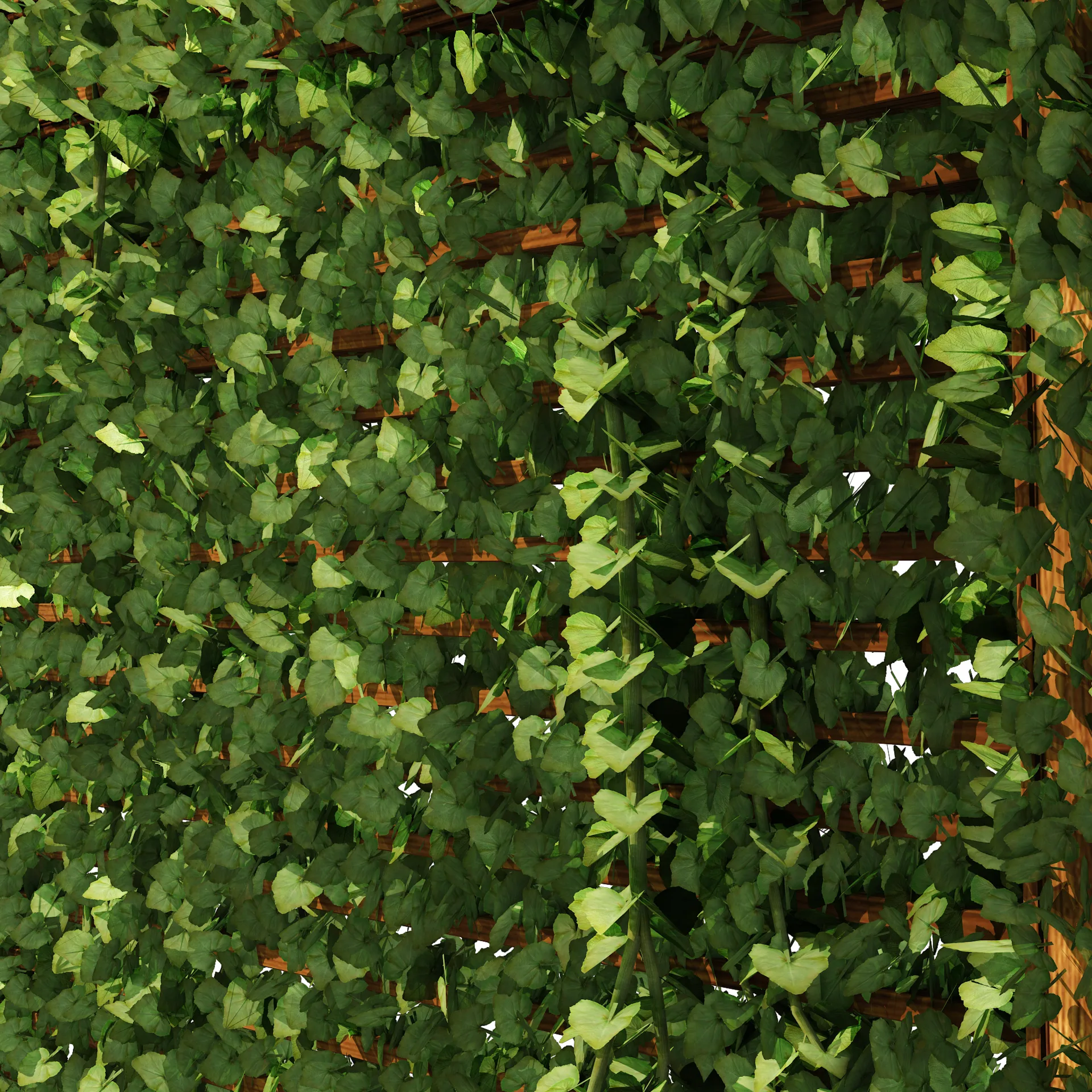 Pergola Vine Bower, Climbing plant