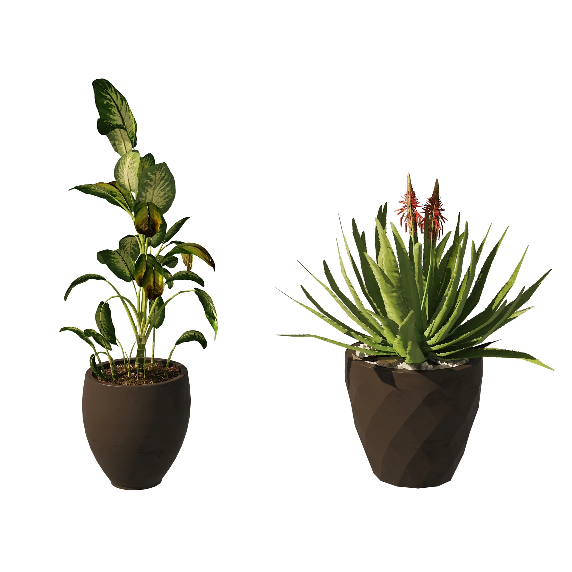 Topical Snow and Aloe vera plant pot