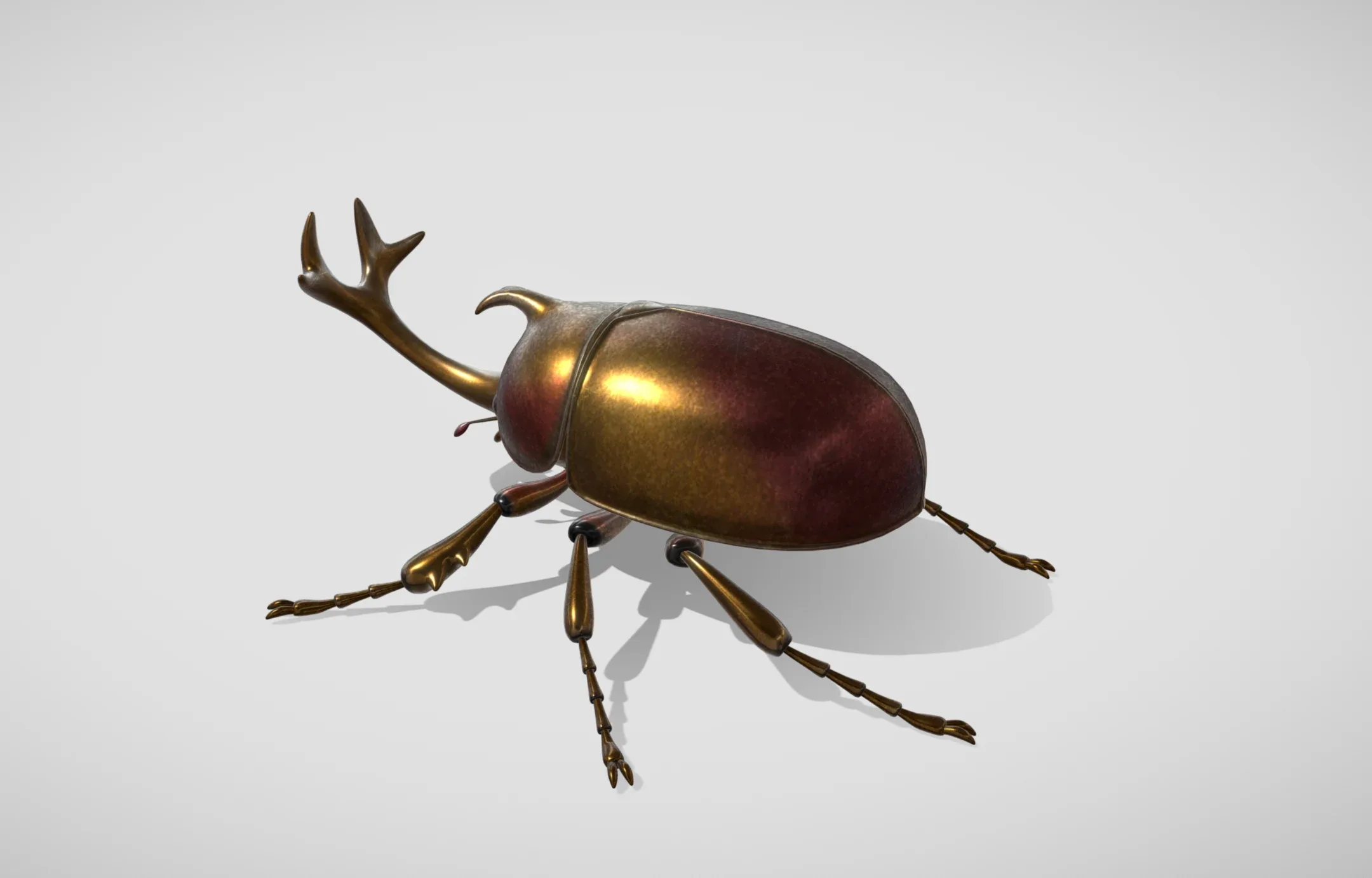 beetle insect