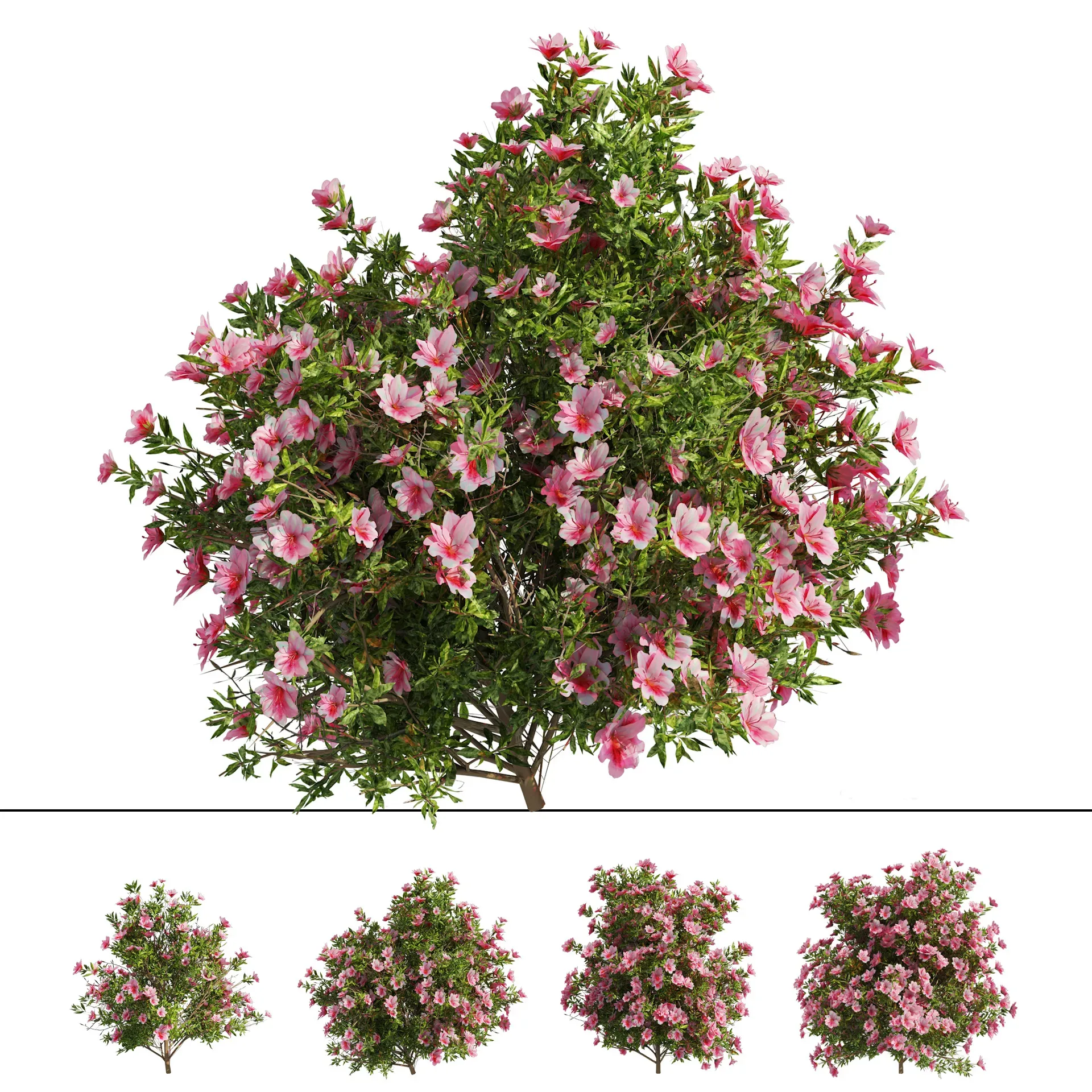 4 spring Azalea Flower Bush