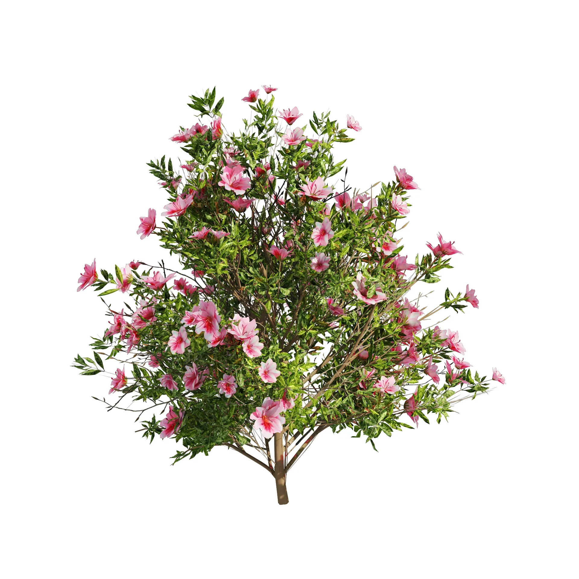 4 spring Azalea Flower Bush