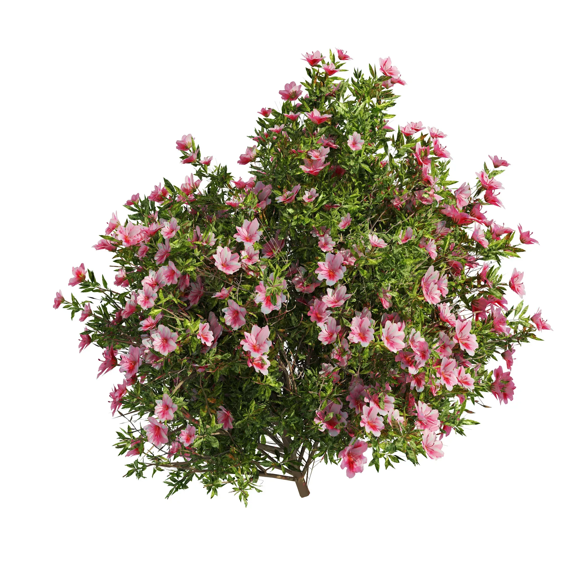 4 spring Azalea Flower Bush