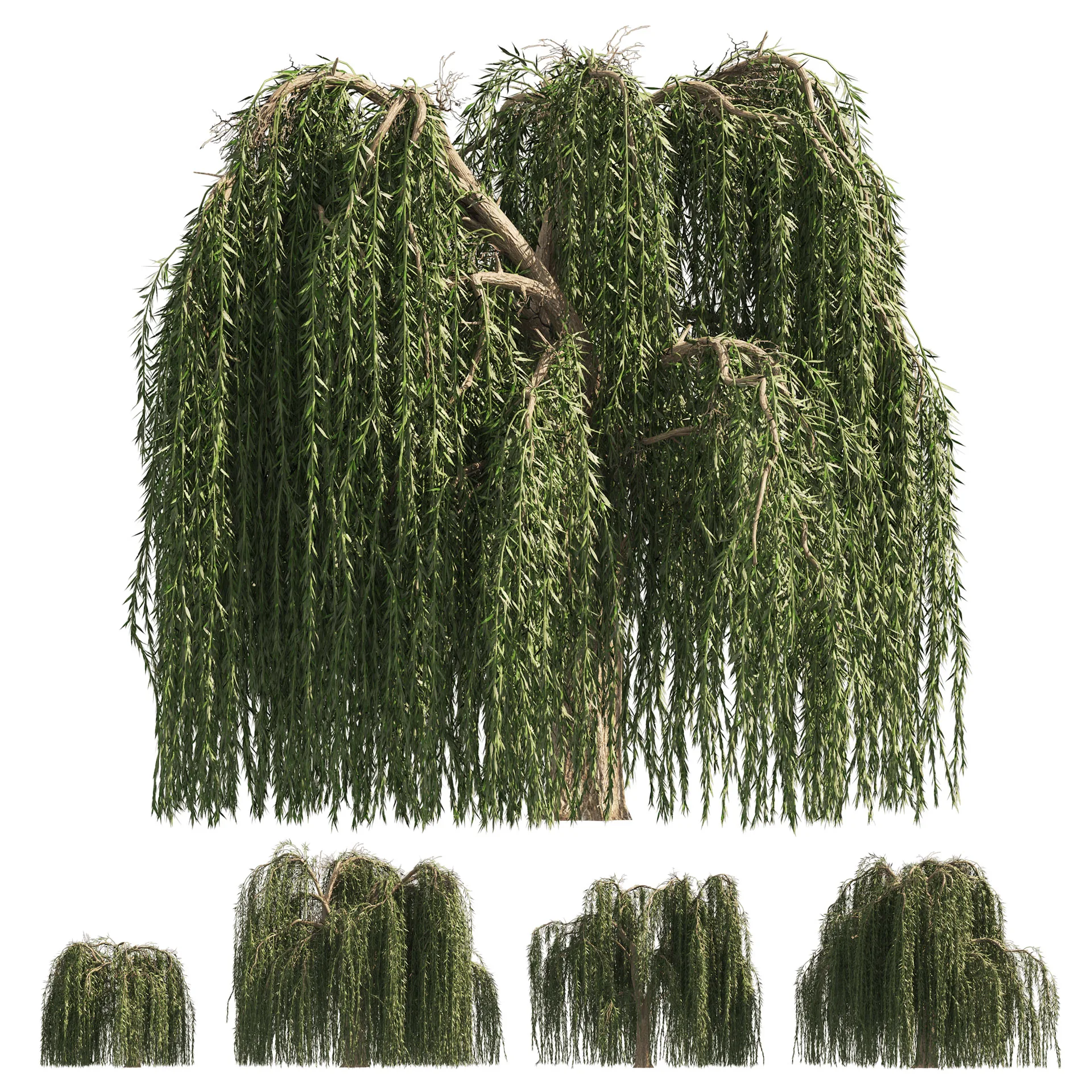 4 Weeping Willow Salix babylonica Trees