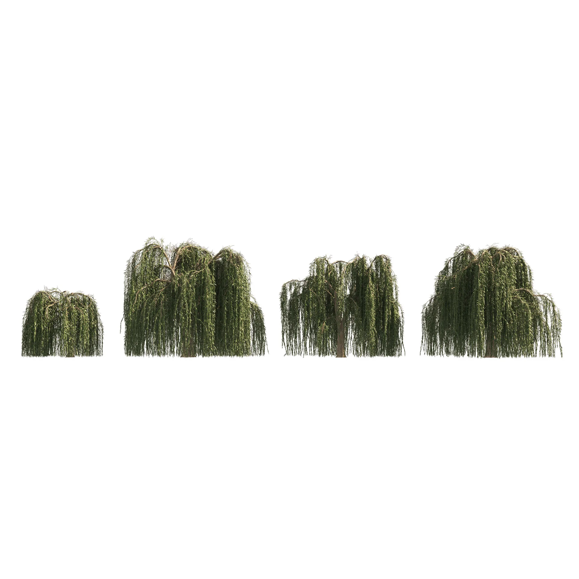 4 Weeping Willow Salix babylonica Trees