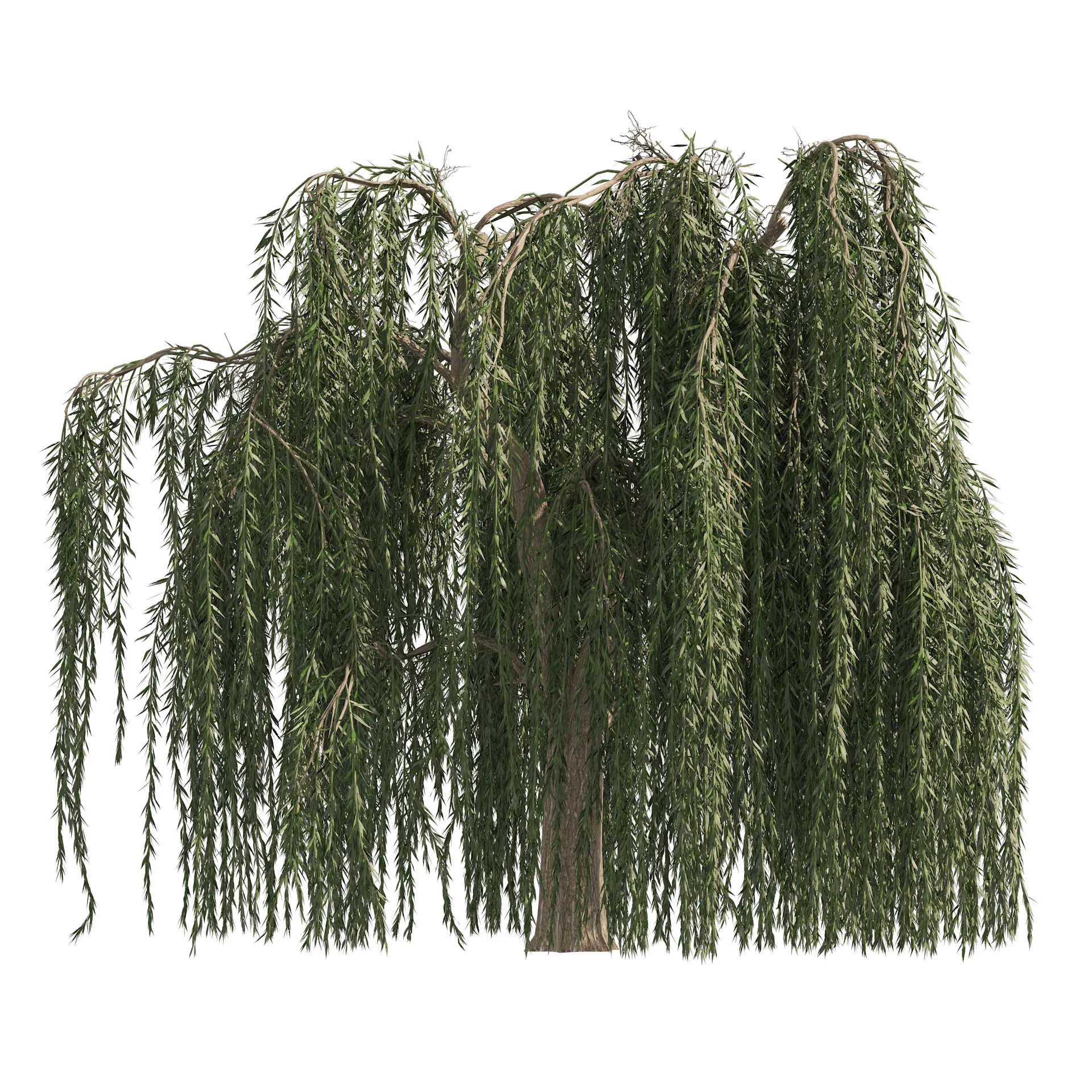 4 Weeping Willow Salix babylonica Trees