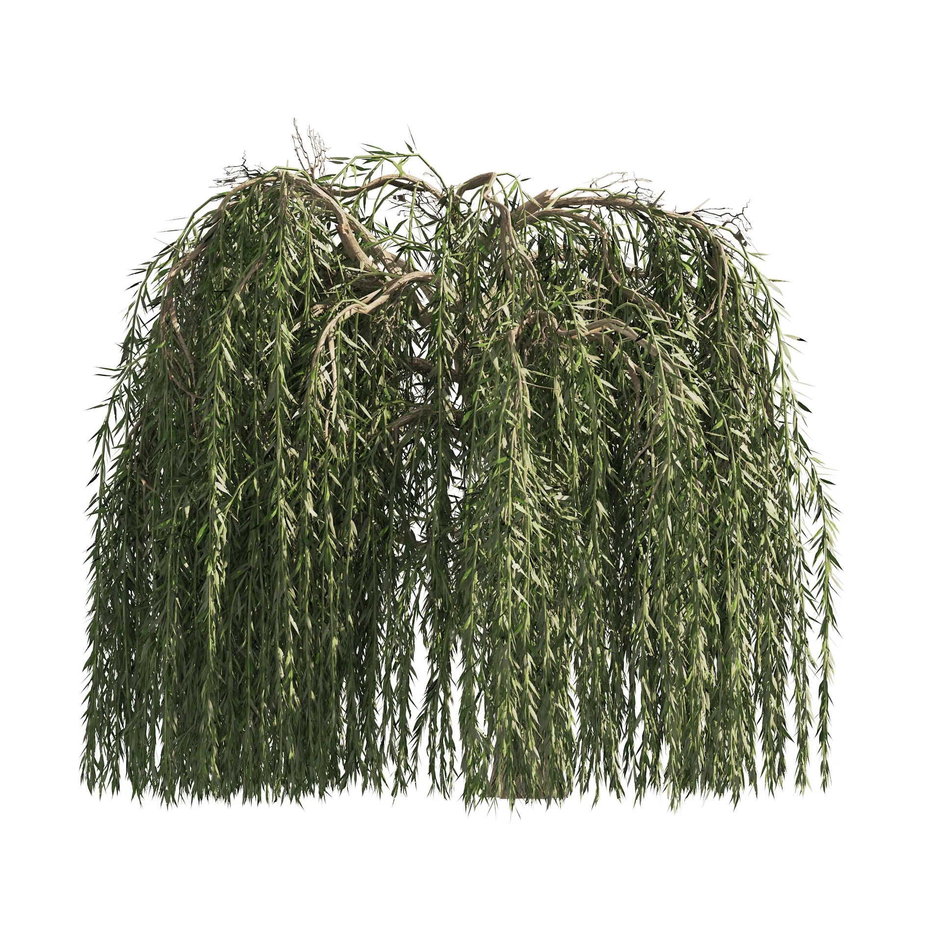 4 Weeping Willow Salix babylonica Trees