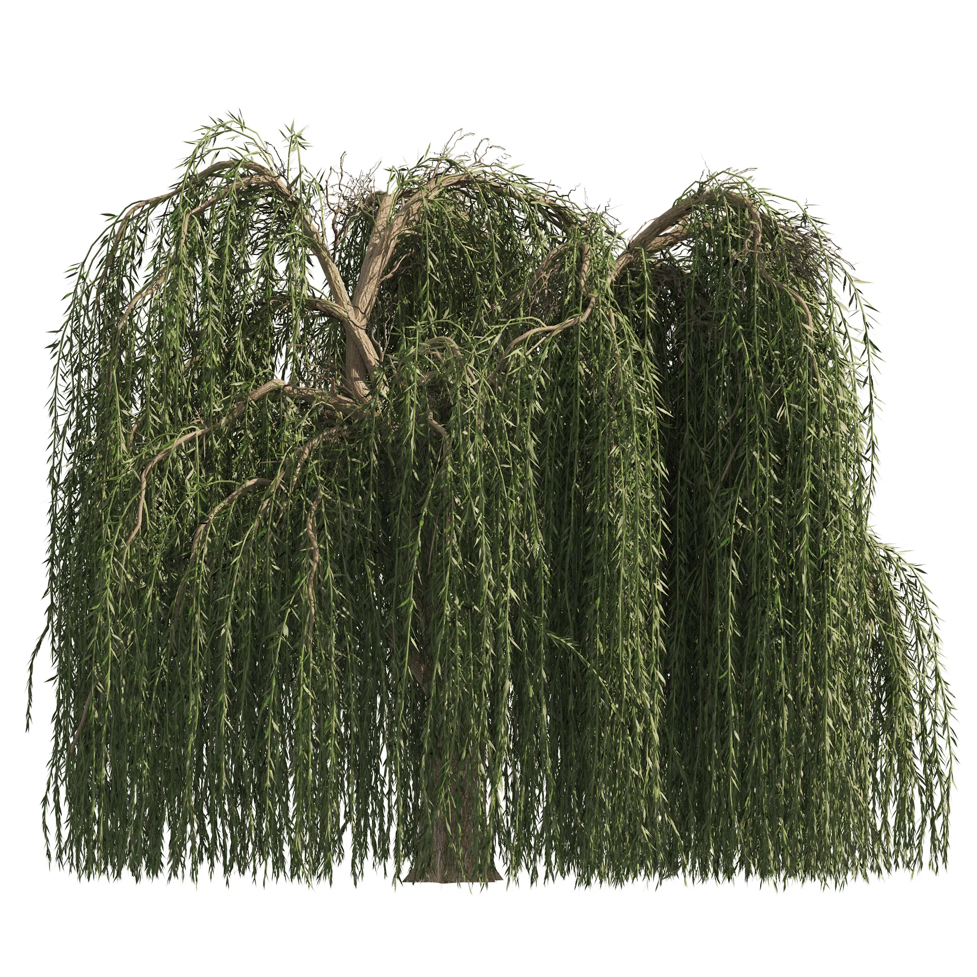 4 Weeping Willow Salix babylonica Trees