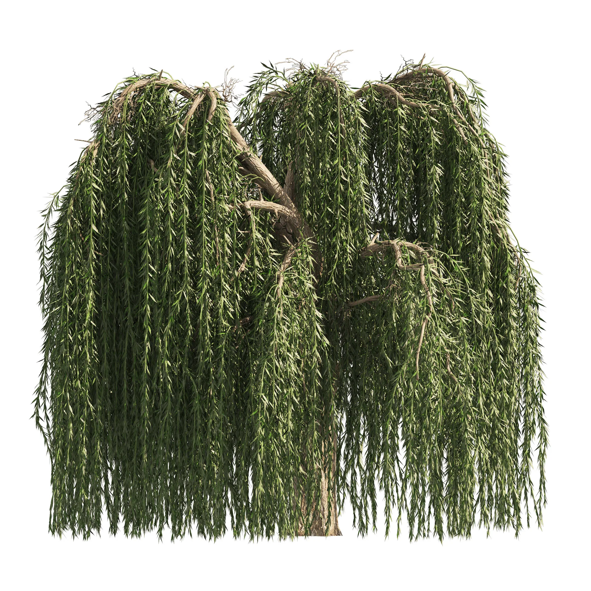 4 Weeping Willow Salix babylonica Trees