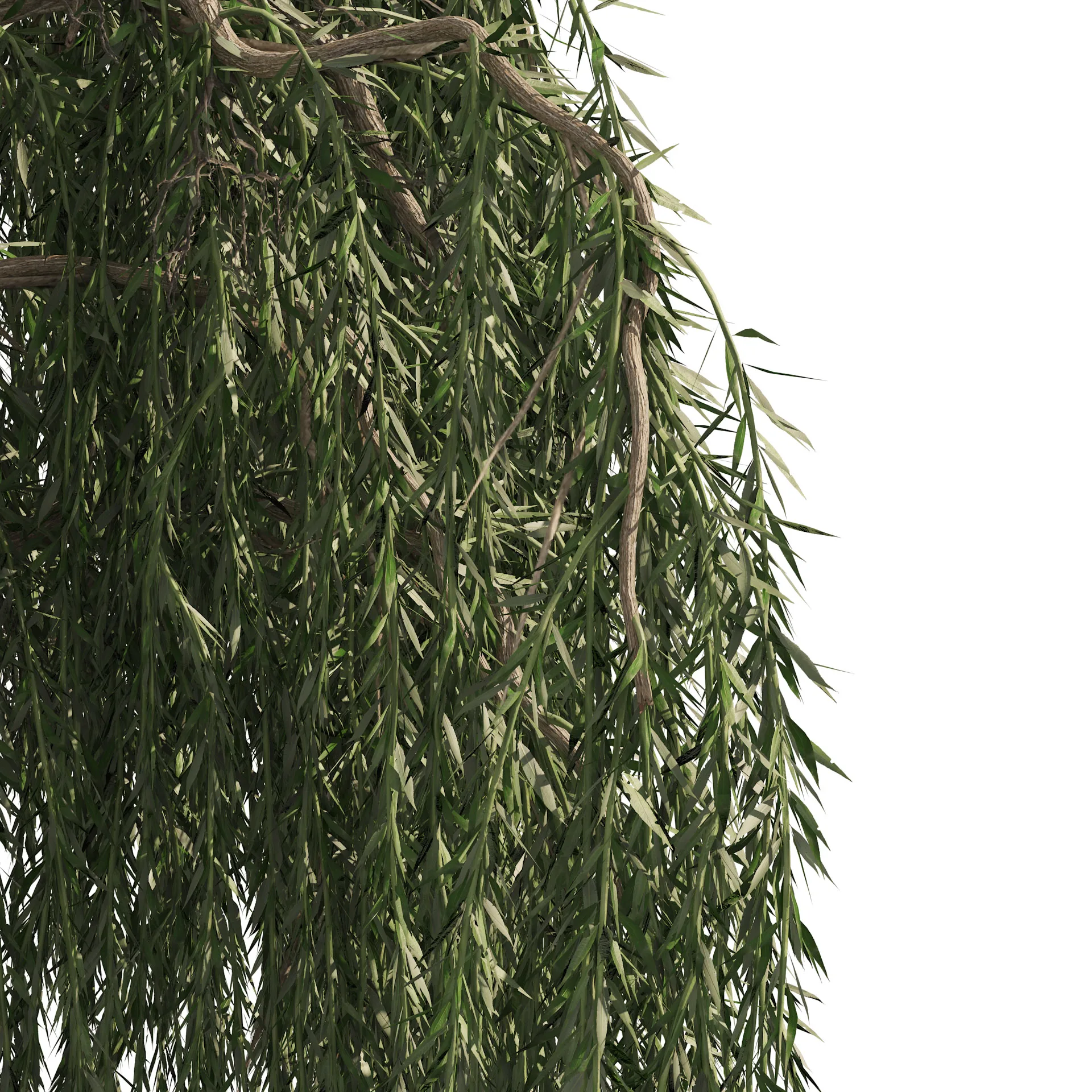 4 Weeping Willow Salix babylonica Trees