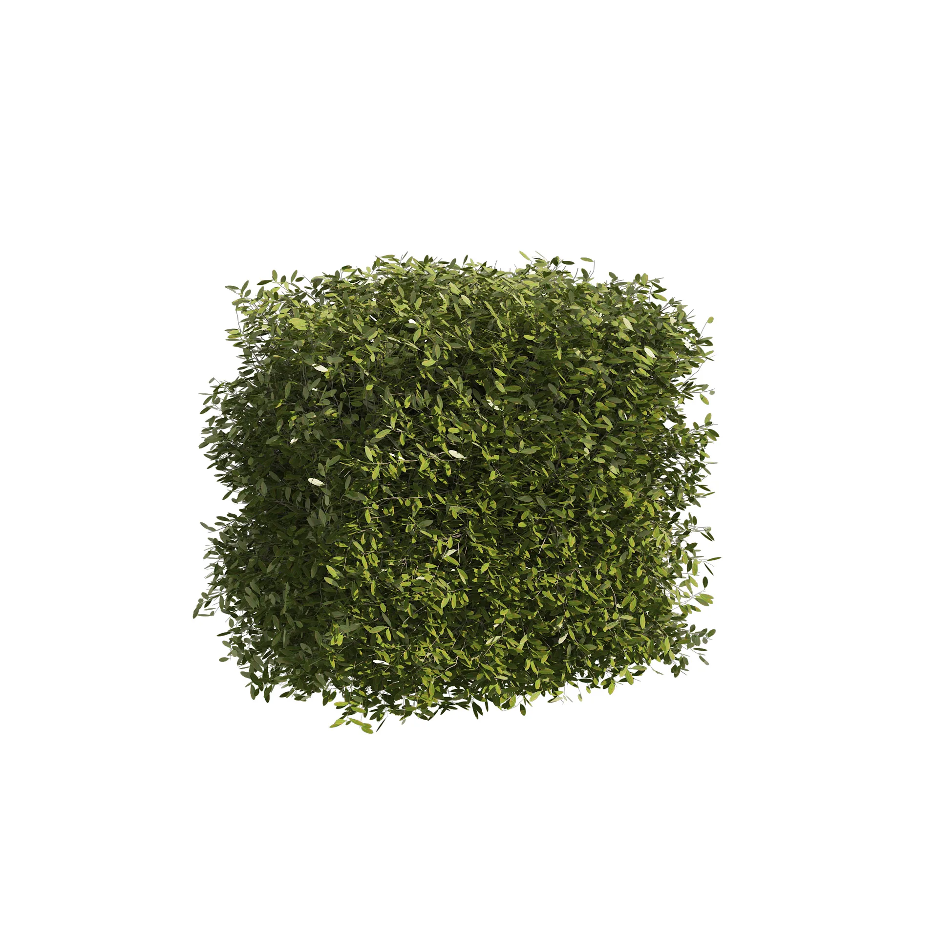 4 shaped topiary plant