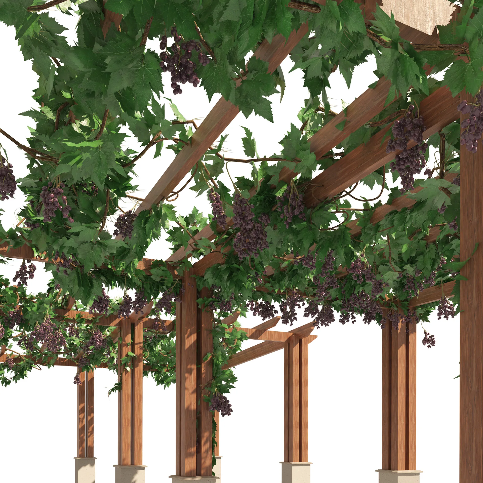 2 Grape Vine Pergola