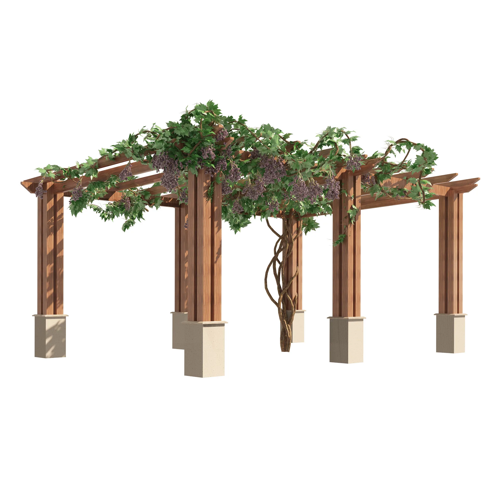 2 Grape Vine Pergola