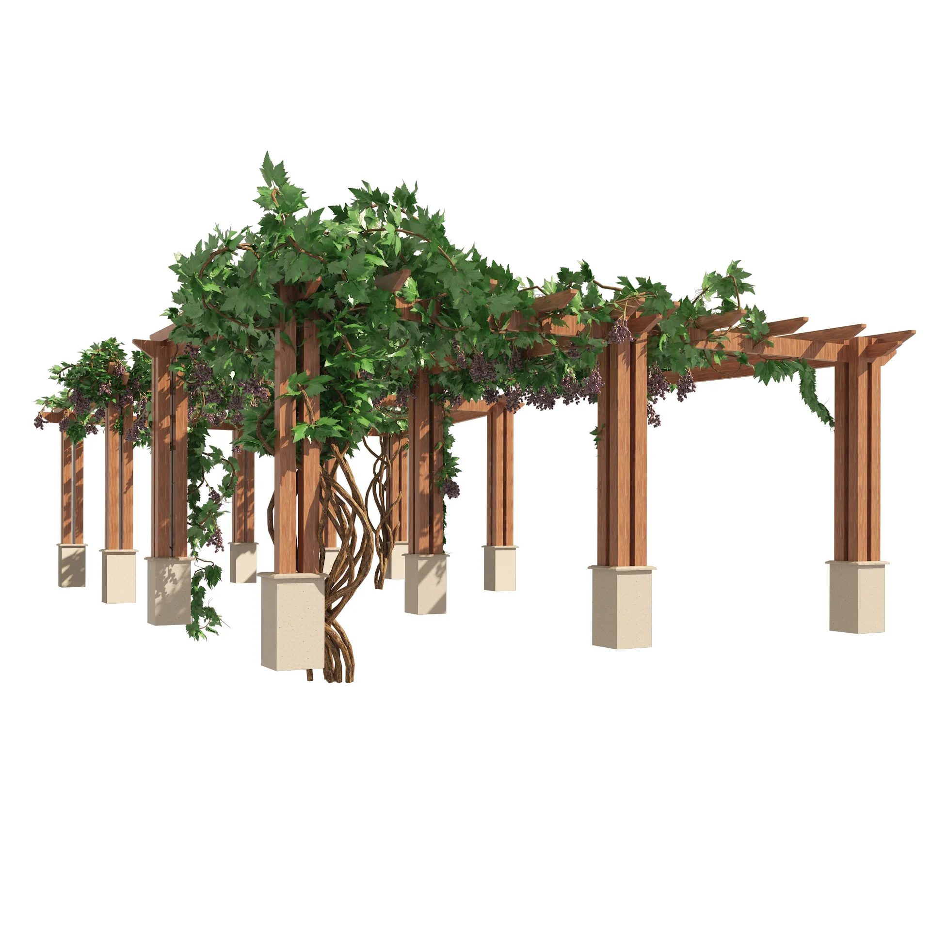 2 Grape Vine Pergola