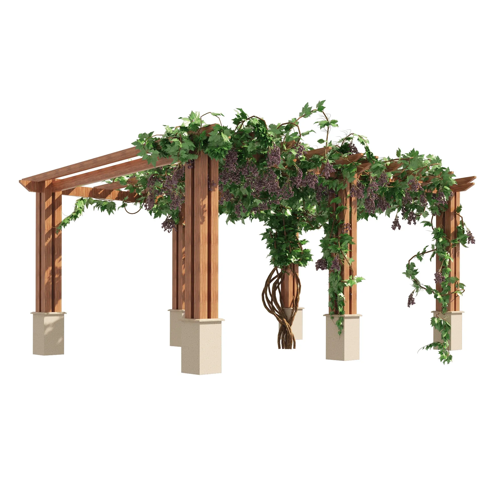 2 Grape Vine Pergola