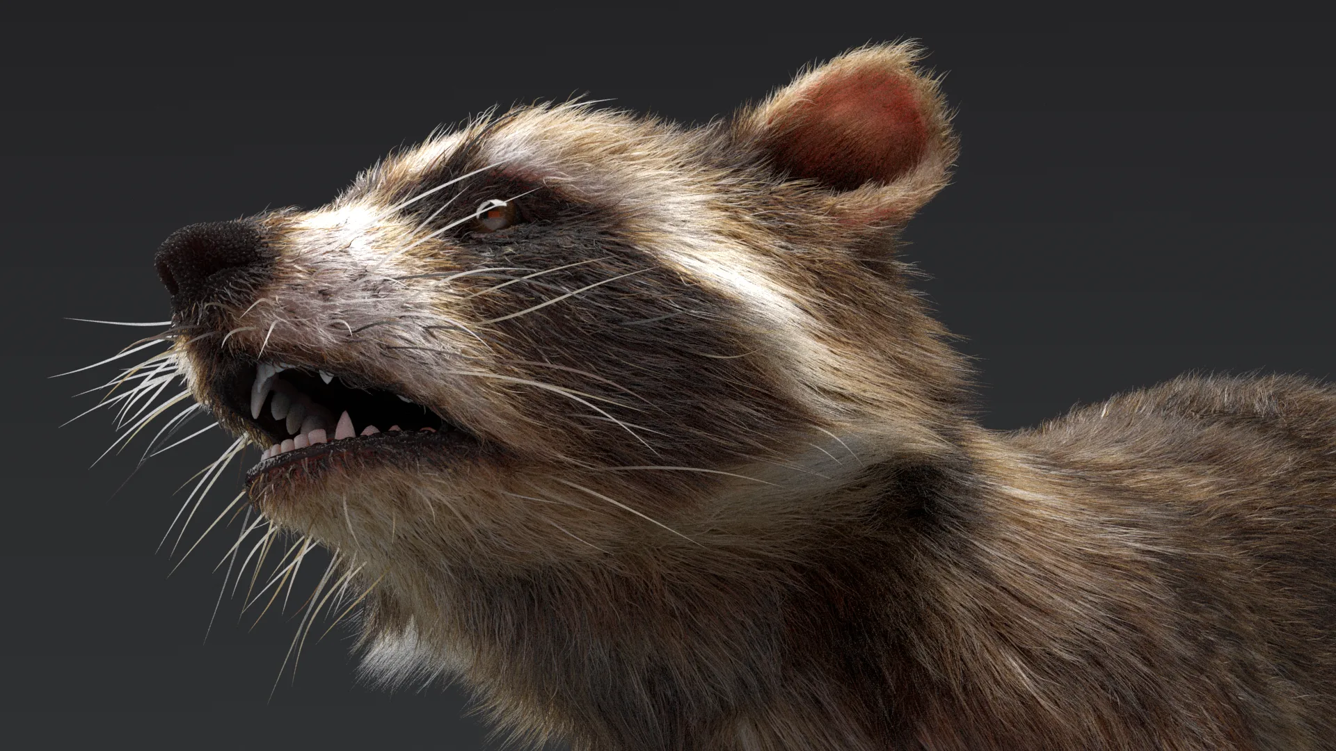 Raccoon Realistic