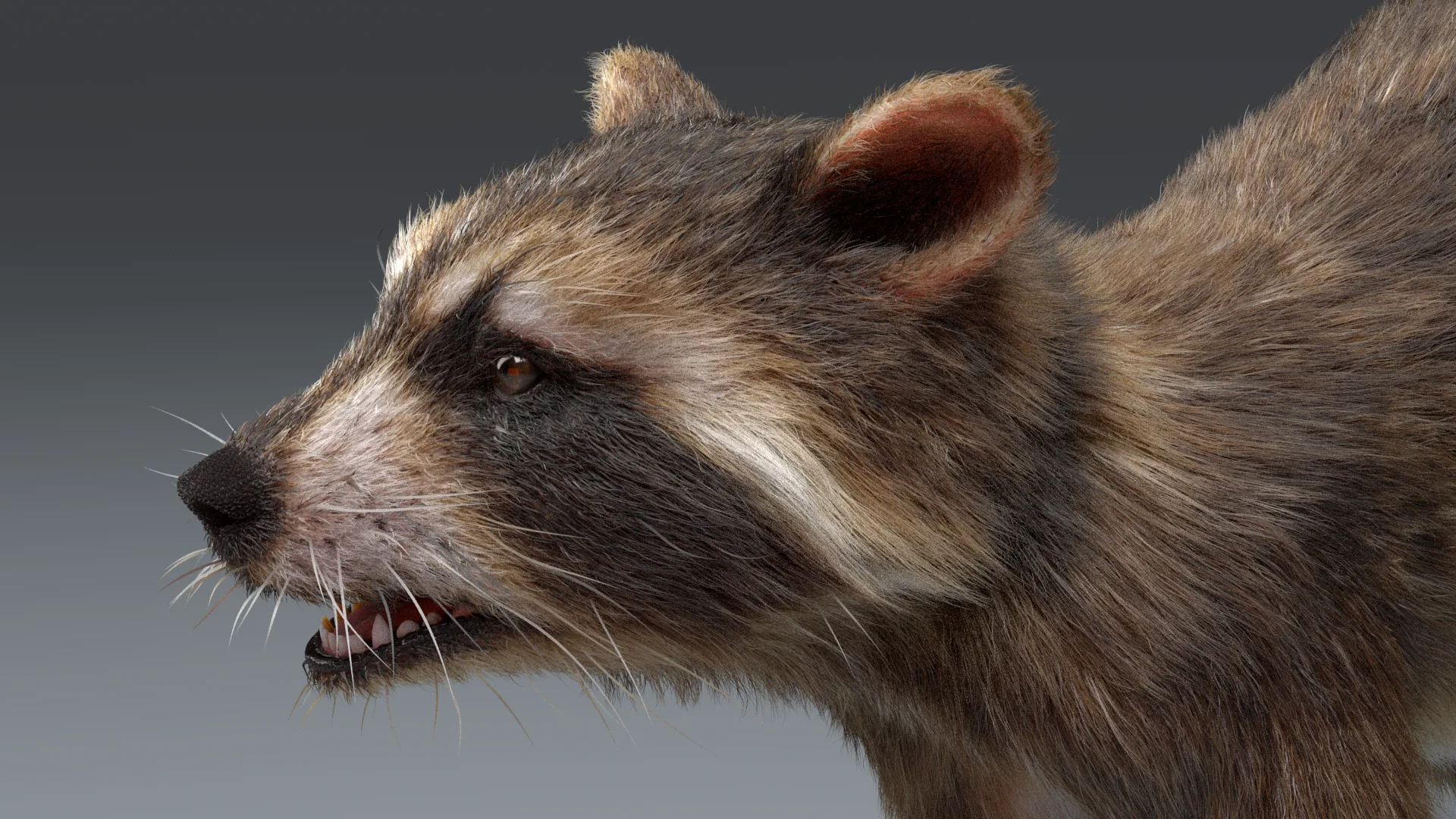 Raccoon Realistic