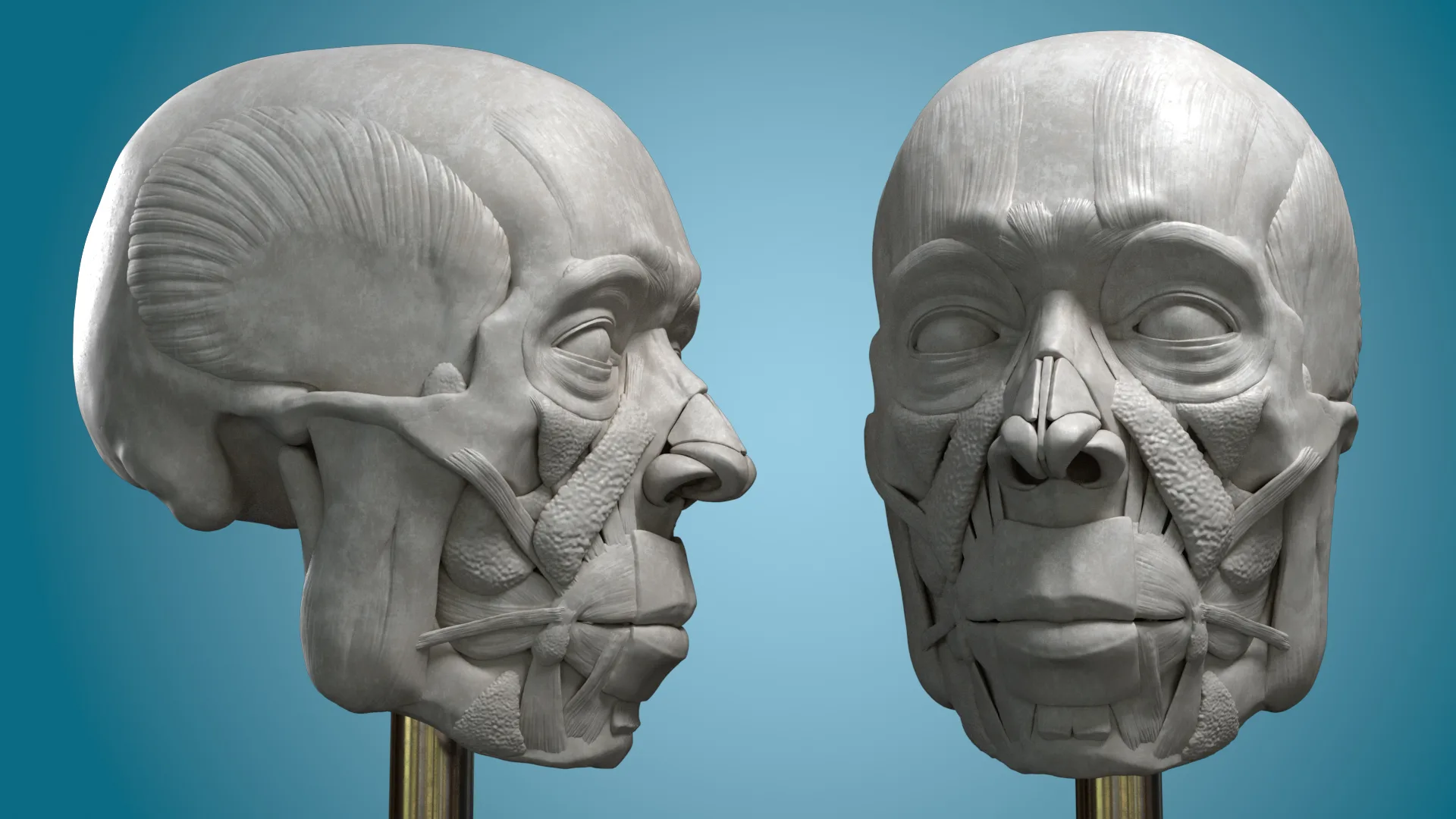 Facial Anatomy Reference Model for Artists