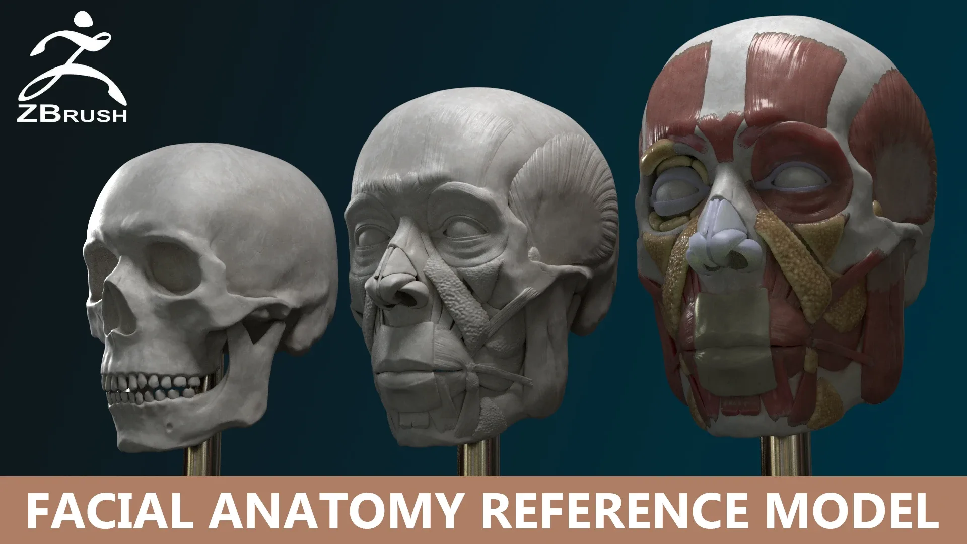 Facial Anatomy Reference Model for Artists