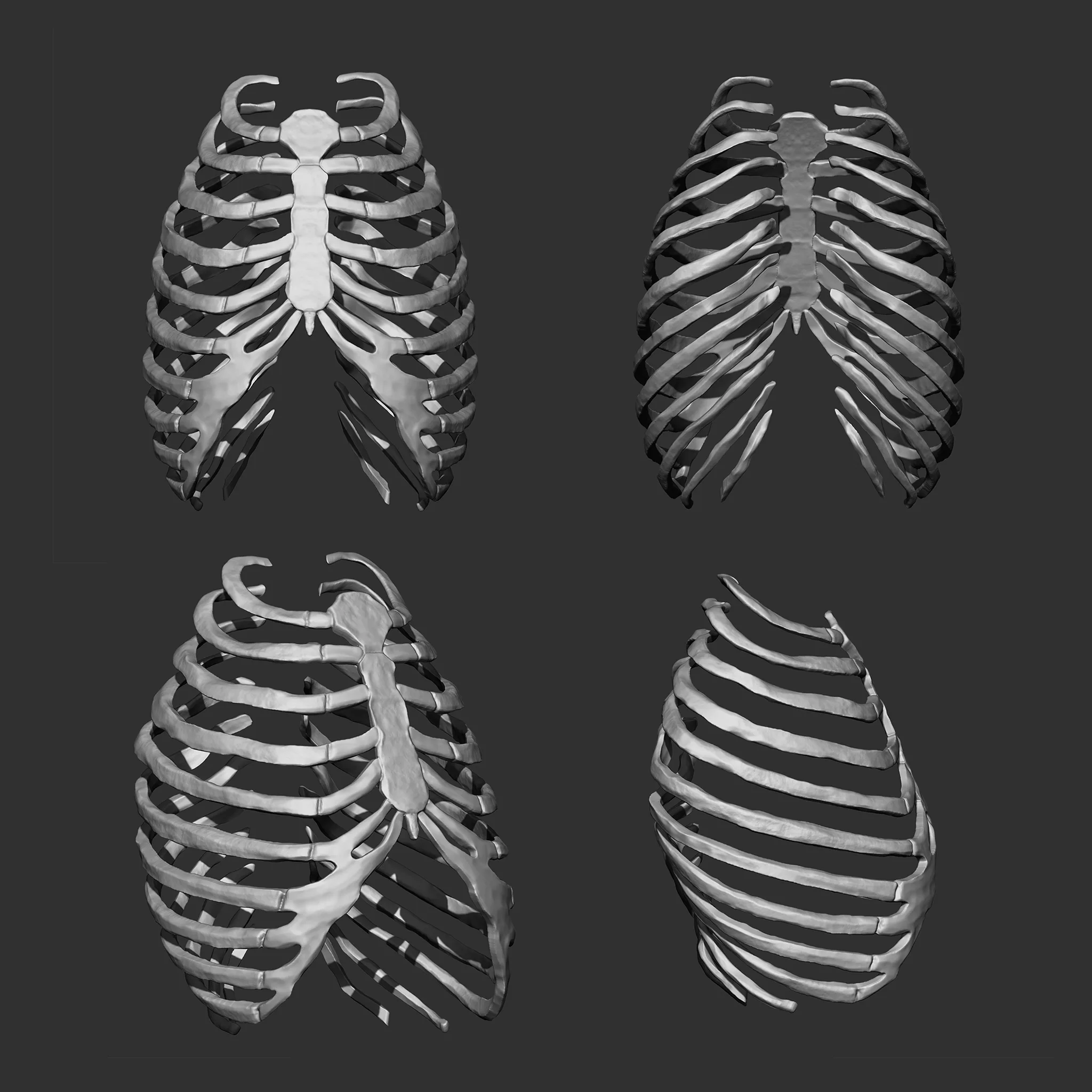 (Skeleton) Human Bones Collection IMM\Stl\Obj Brush Pack 26 in One
