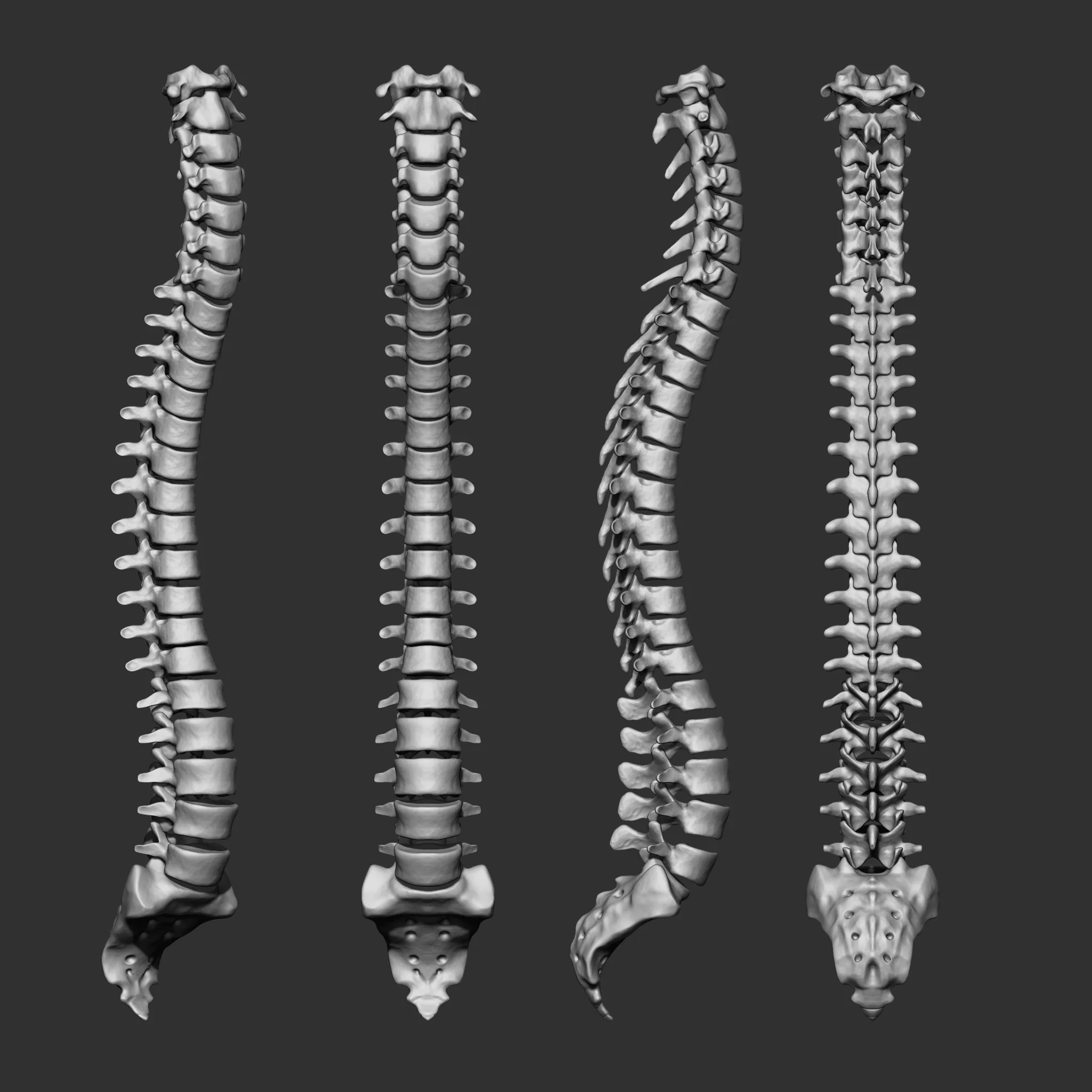 (Skeleton) Human Bones Collection - FlippedNormals