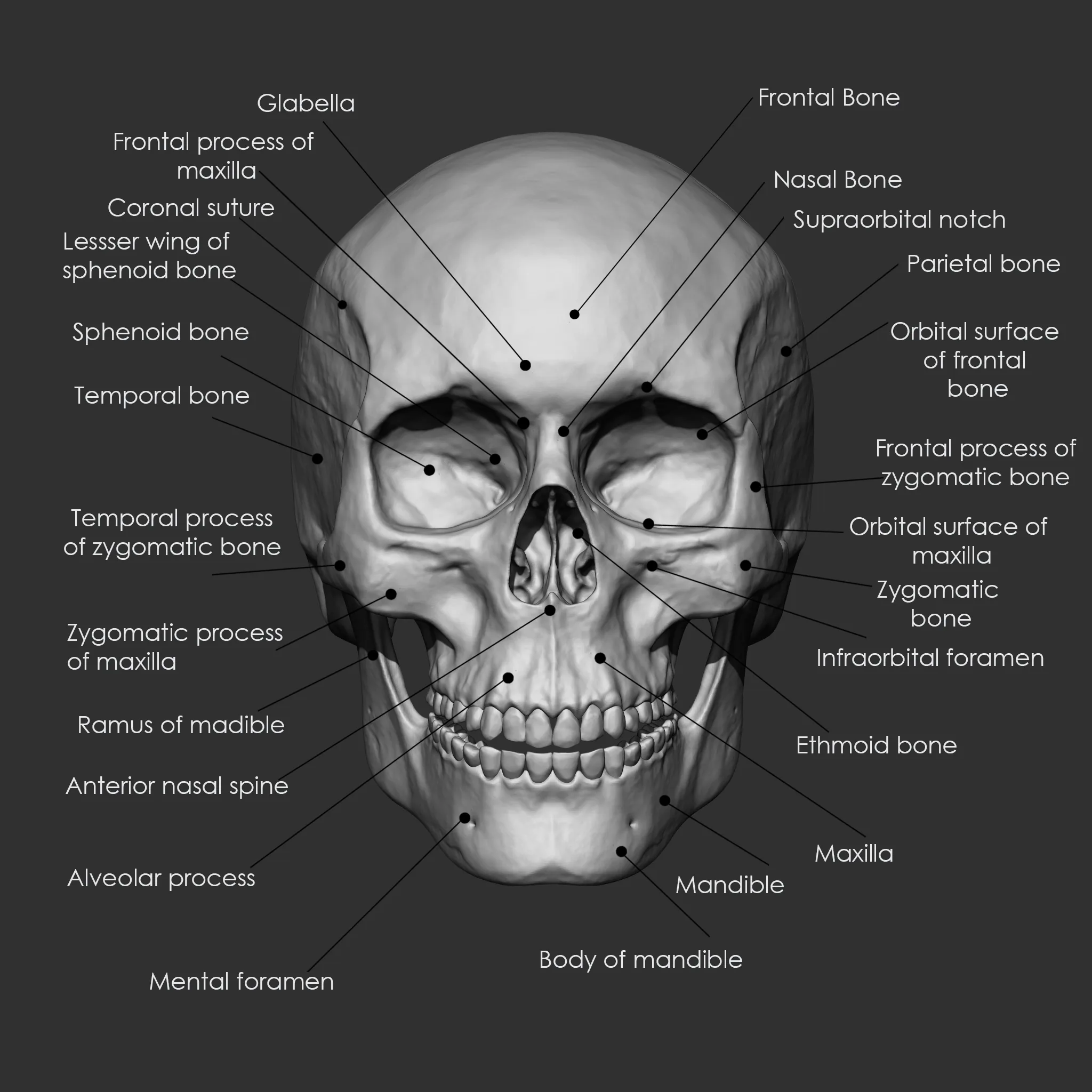 (Skeleton) Human Bones Collection IMM\Stl\Obj Brush Pack 26 in One