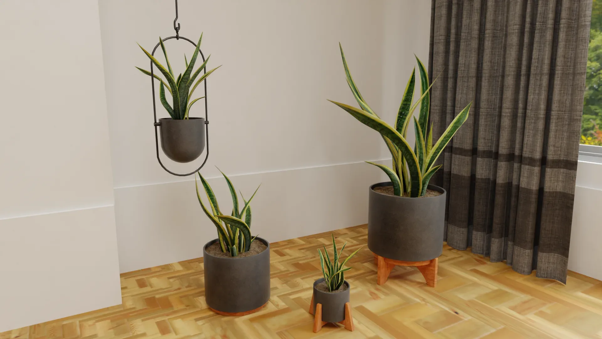 Snake Plants Collection Plants Vol 01