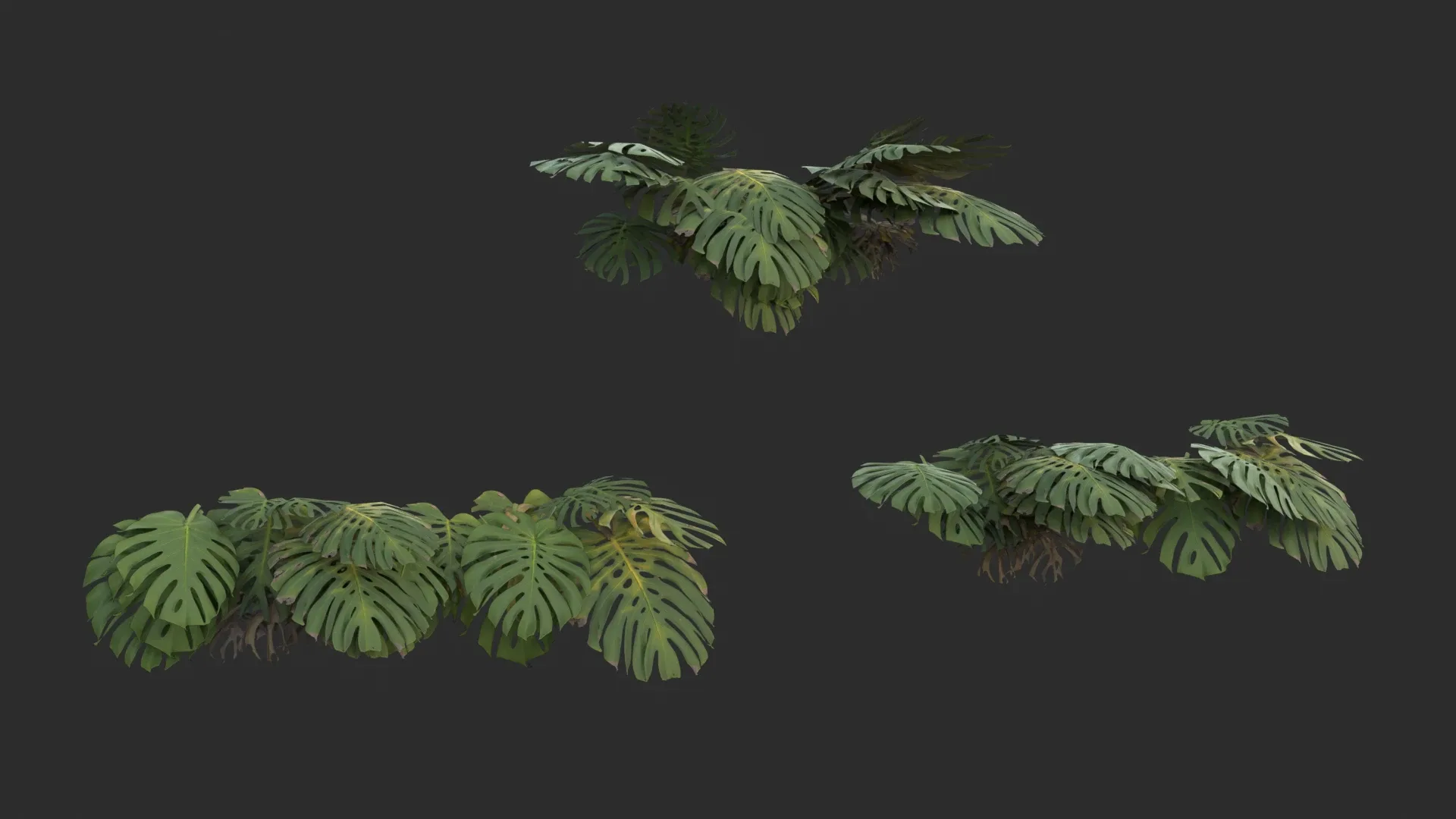 Monstera Plant Set