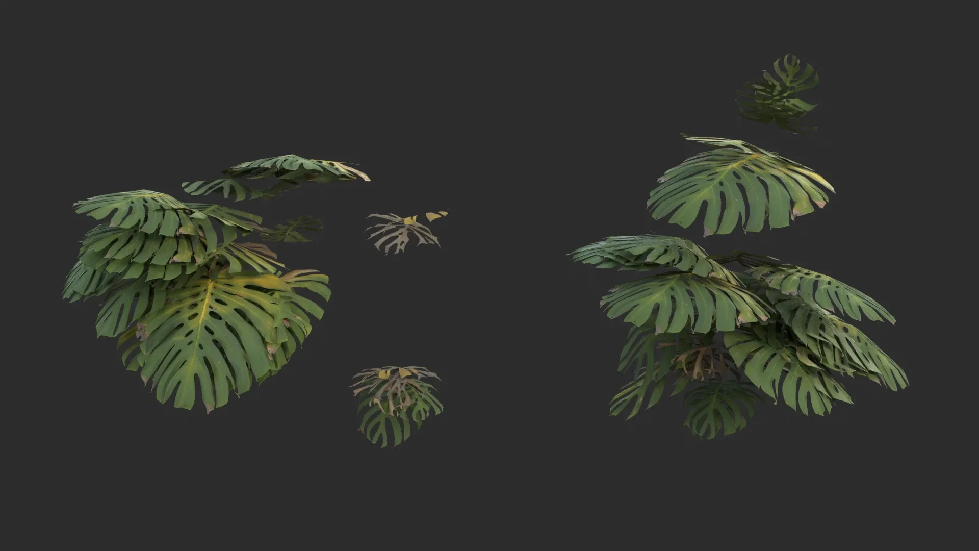 Monstera Plant Set