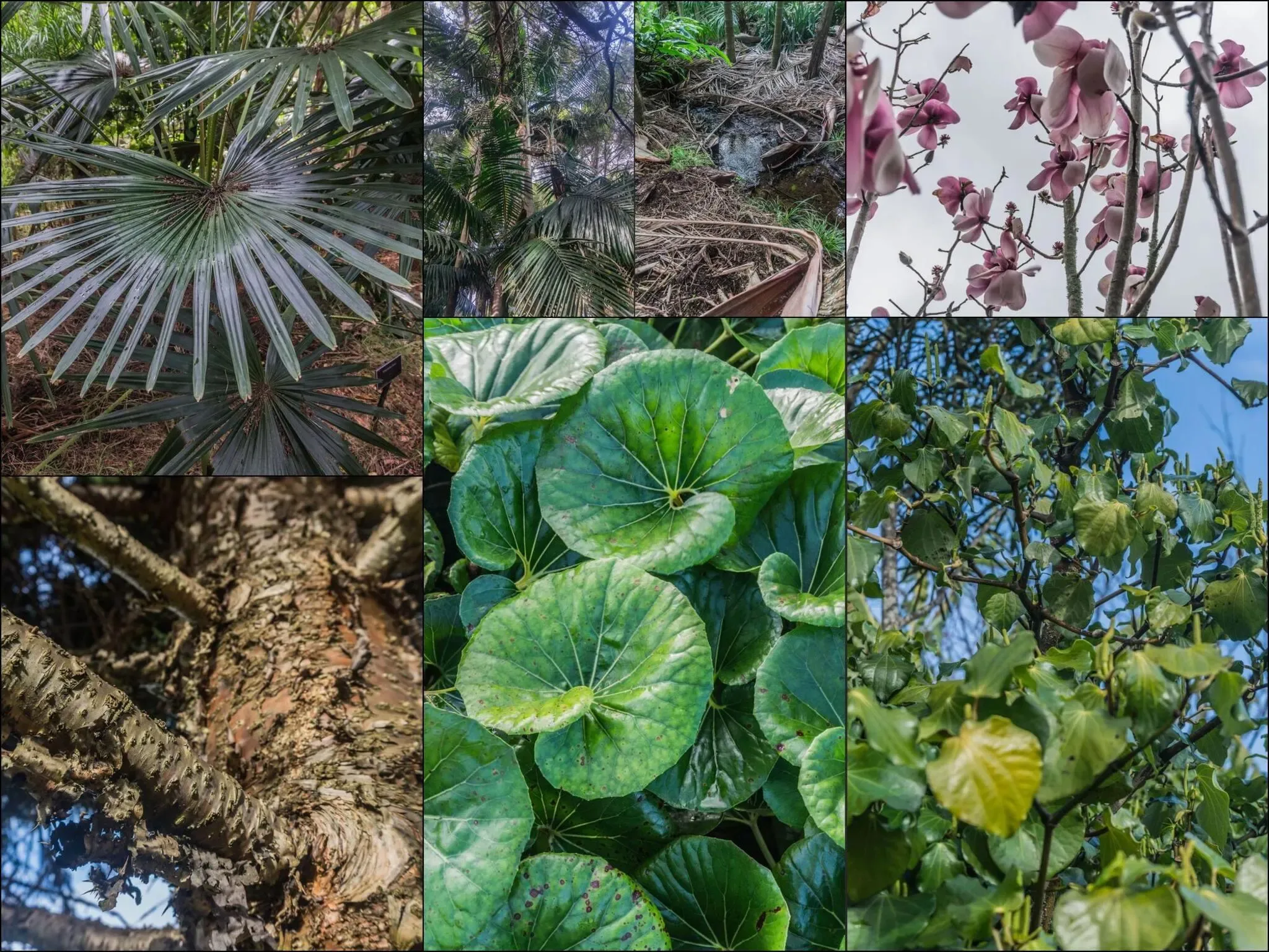 643 photos of Botanic Gardens