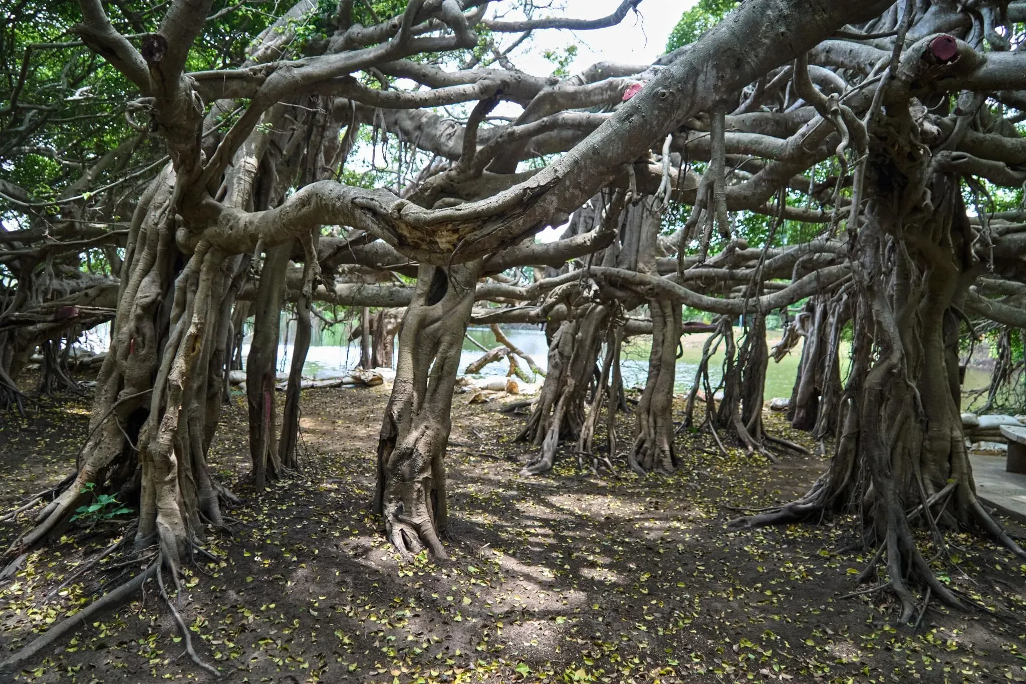 156 photos of Sprawling Banyan Tree Colony