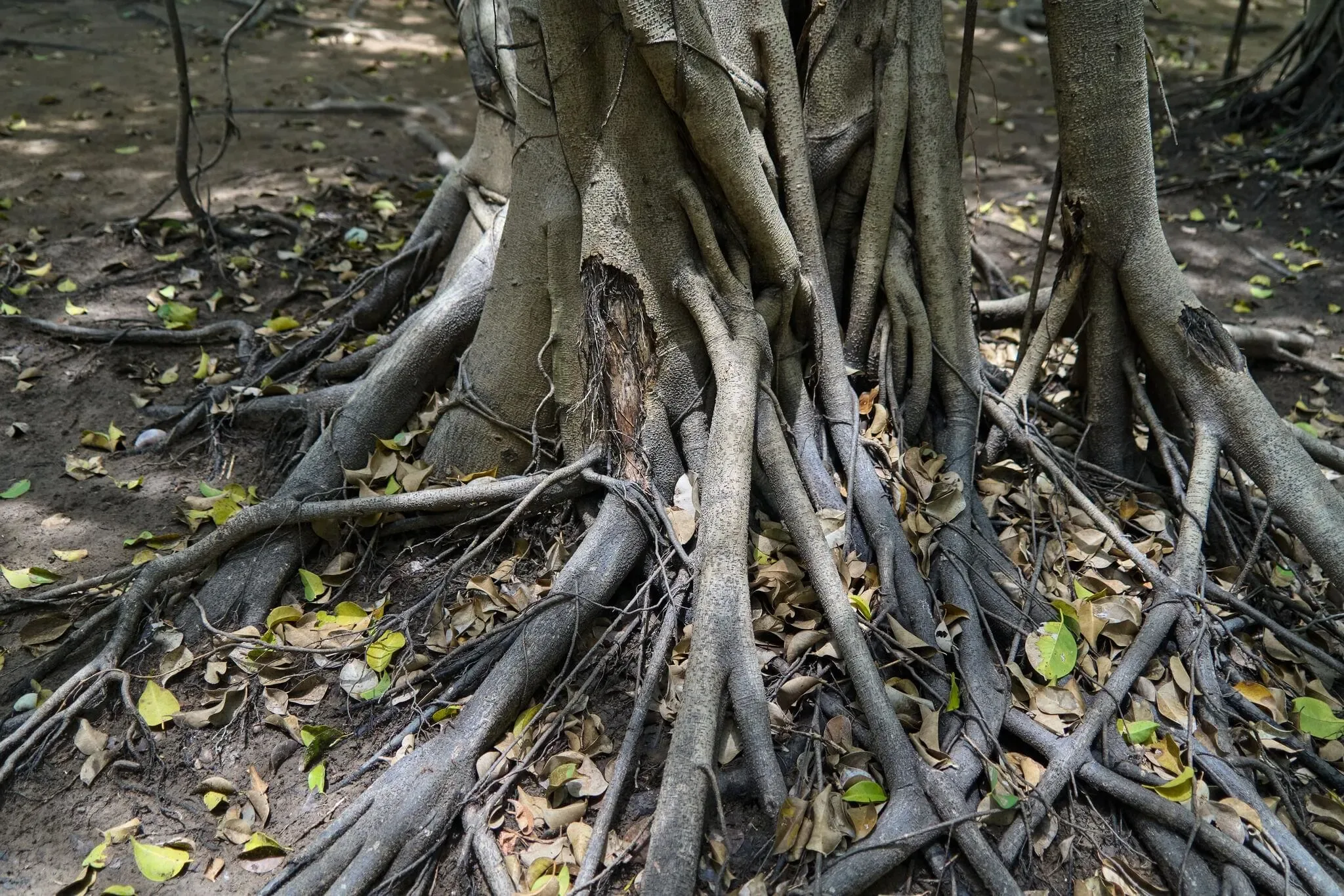 156 photos of Sprawling Banyan Tree Colony