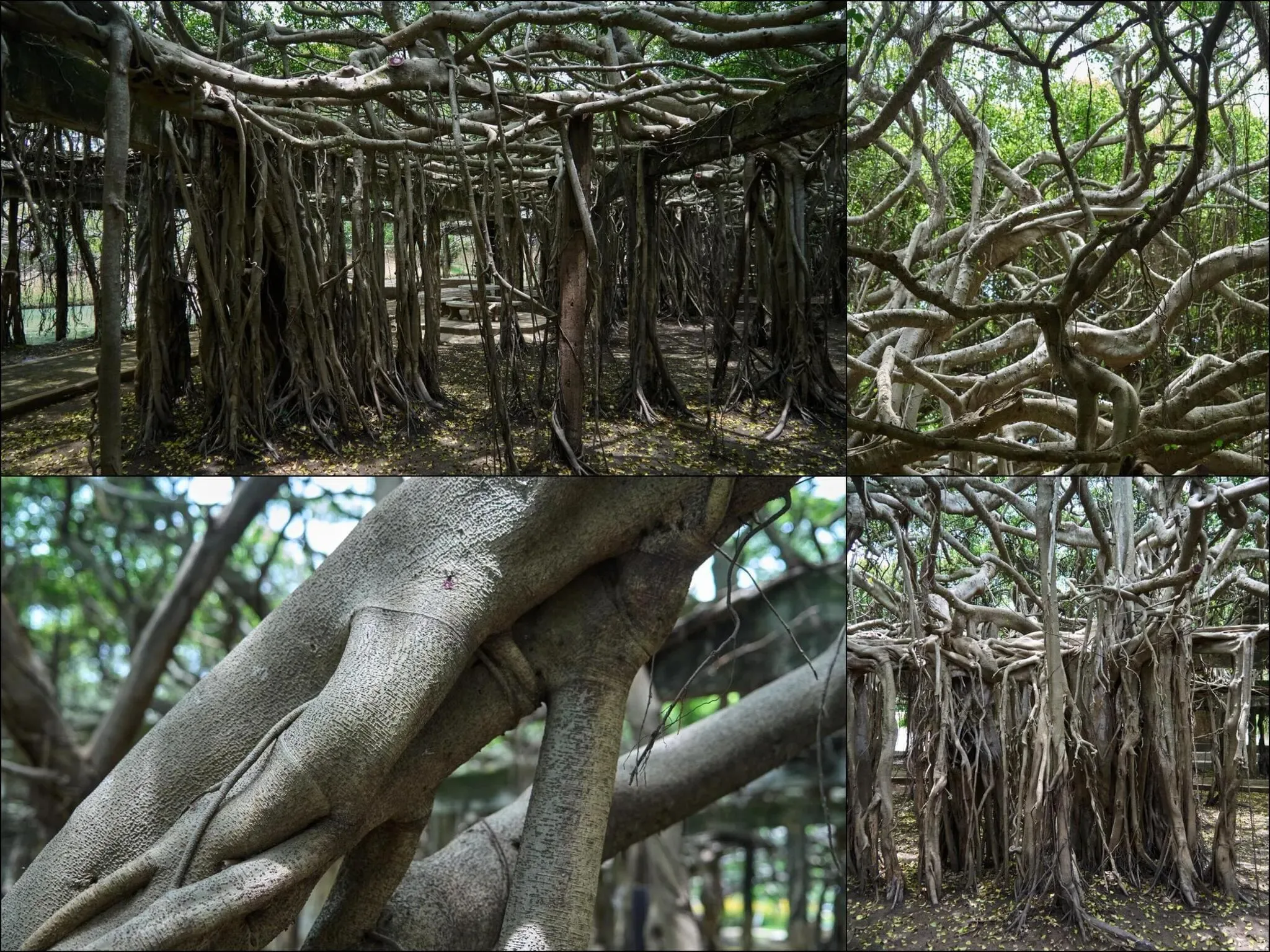 156 photos of Sprawling Banyan Tree Colony